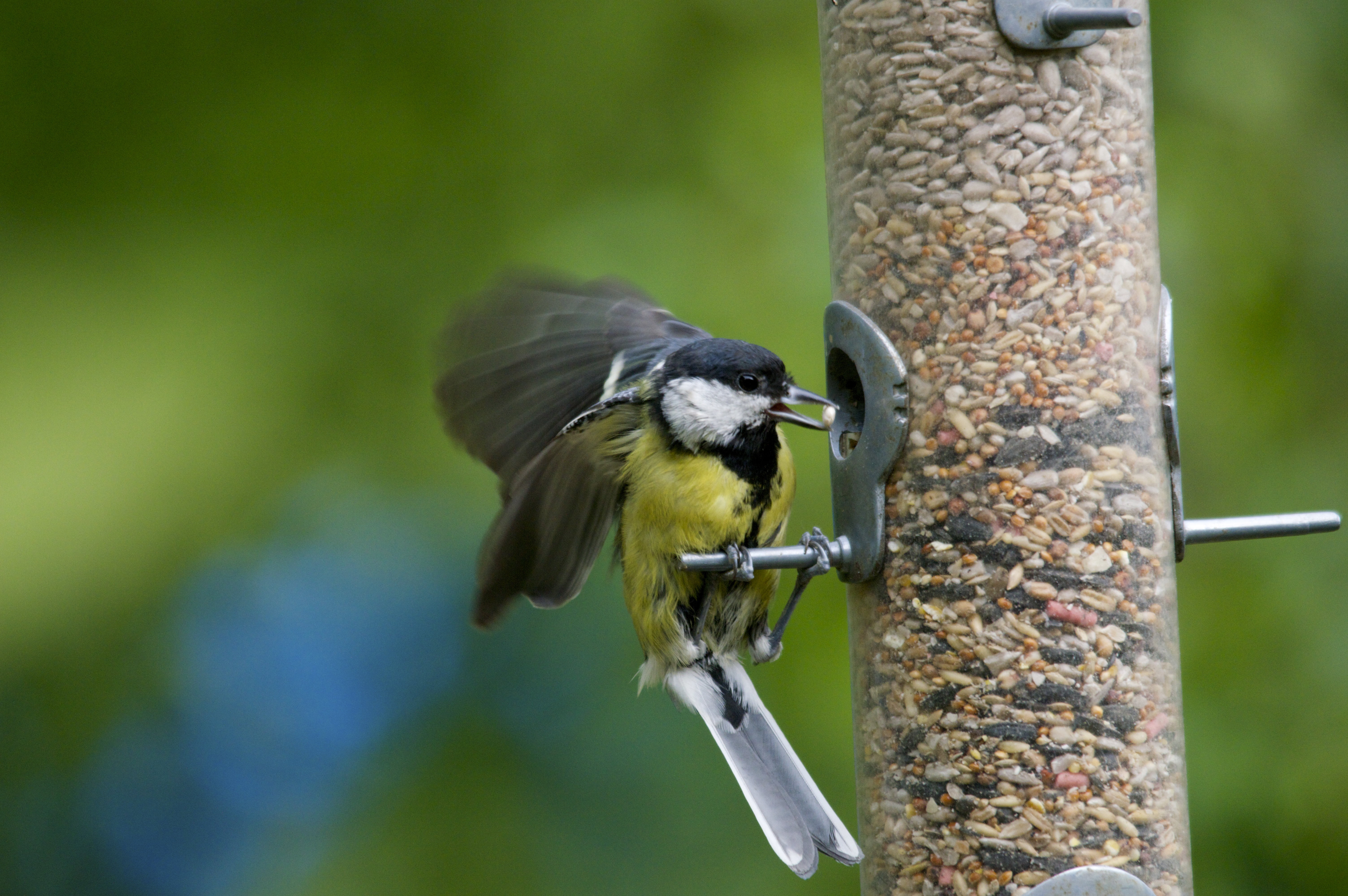 Wildlife, REVIVAL, Scaldwell, brown, tit, 5K, animal, Summer, beak, Great Tit, yellow, GARDEN, great, DSC, major, BIRD, Parakeet, nature, Singing, Parus major, HD Wallpaper