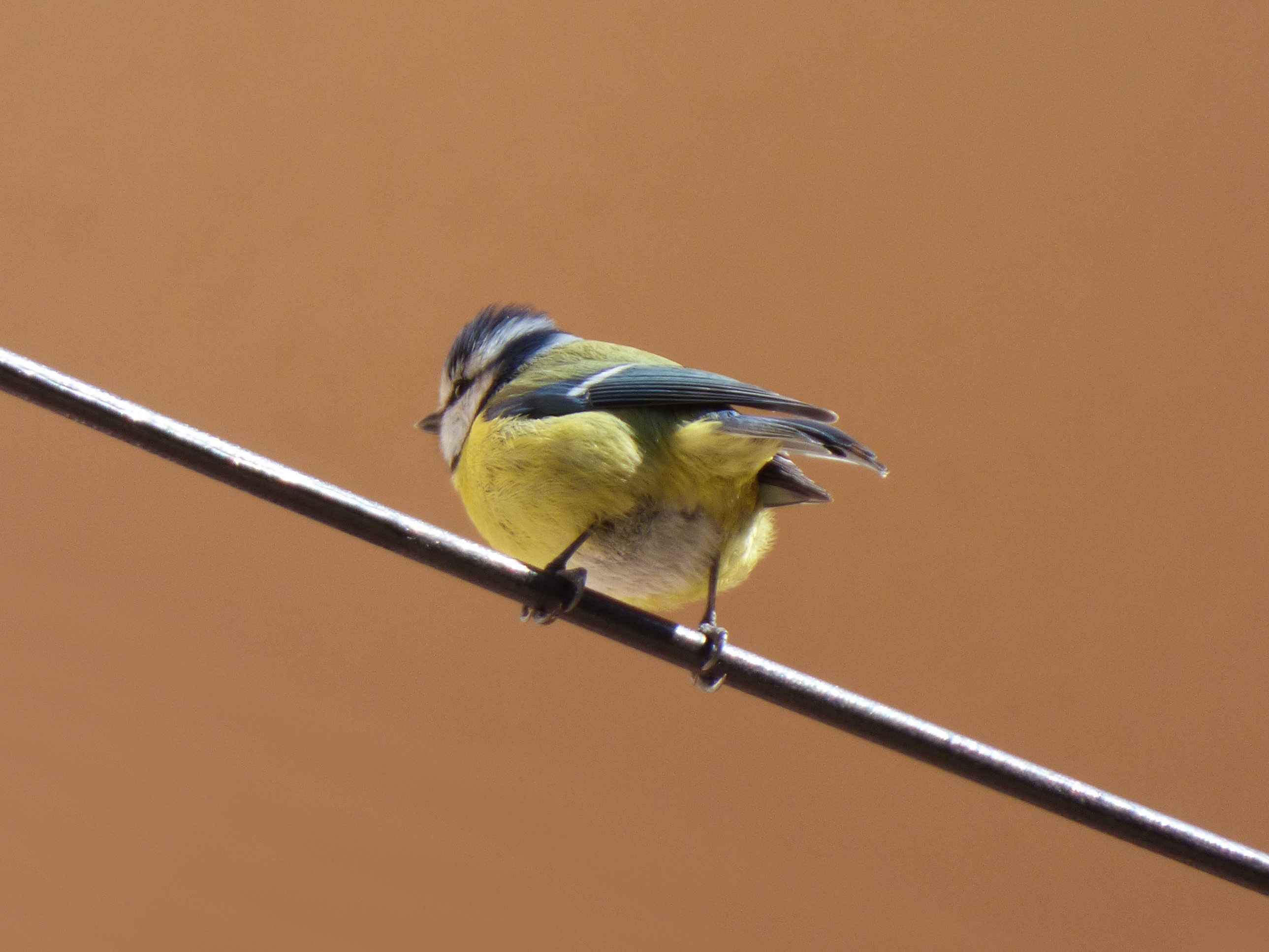 coal mallarenga, cable, no people, parus major, outdoors, chickadee, yellow, perching, 2K, close-up, animal wildlife, full length, one animal, kingfisher, HD Wallpaper