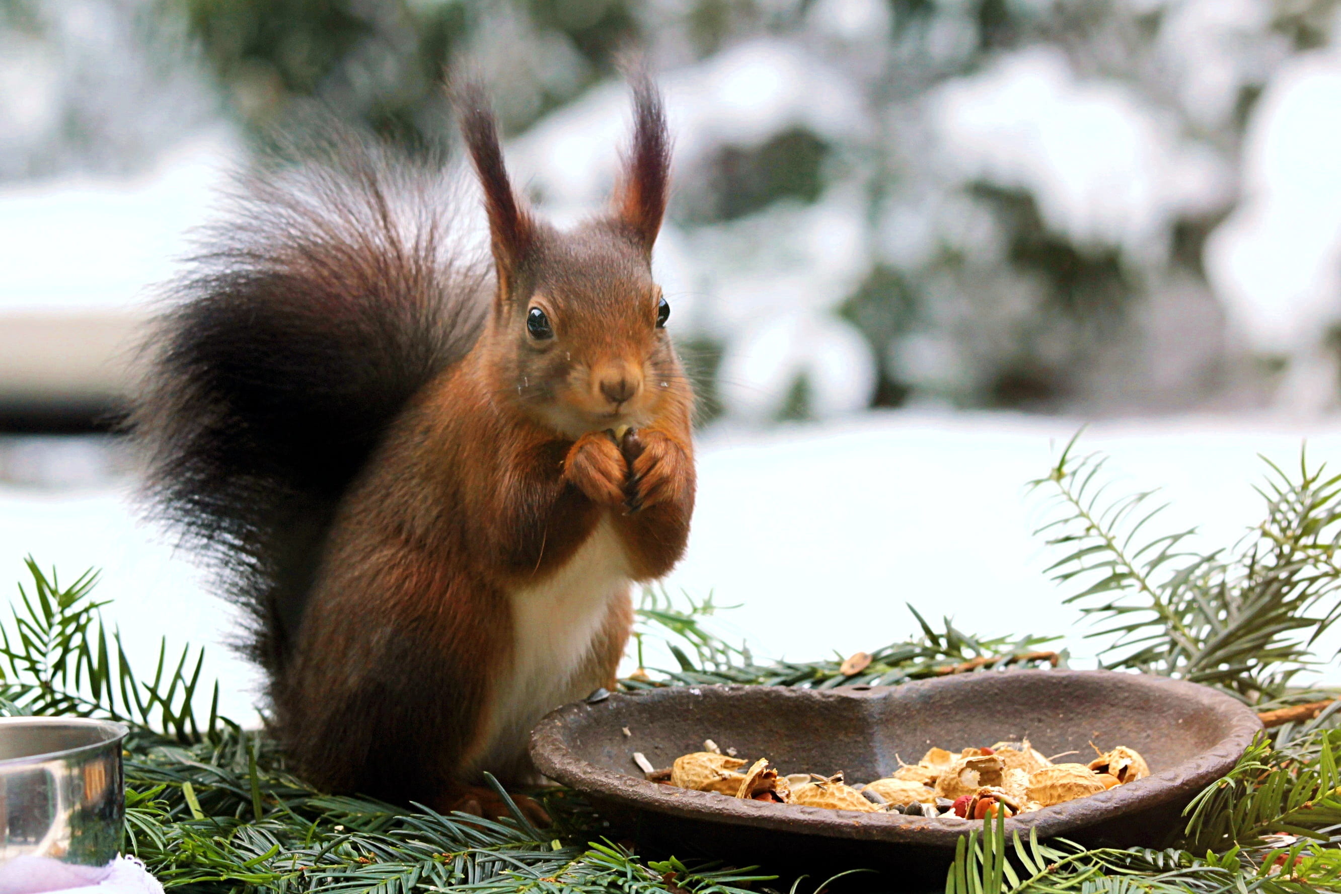 plant, cute, snow, mammal, eating, one animal, nature, rodent, nut - food, parus major, 2K, holding, no people, squirrel, near, garden, healthy eating, HD Wallpaper