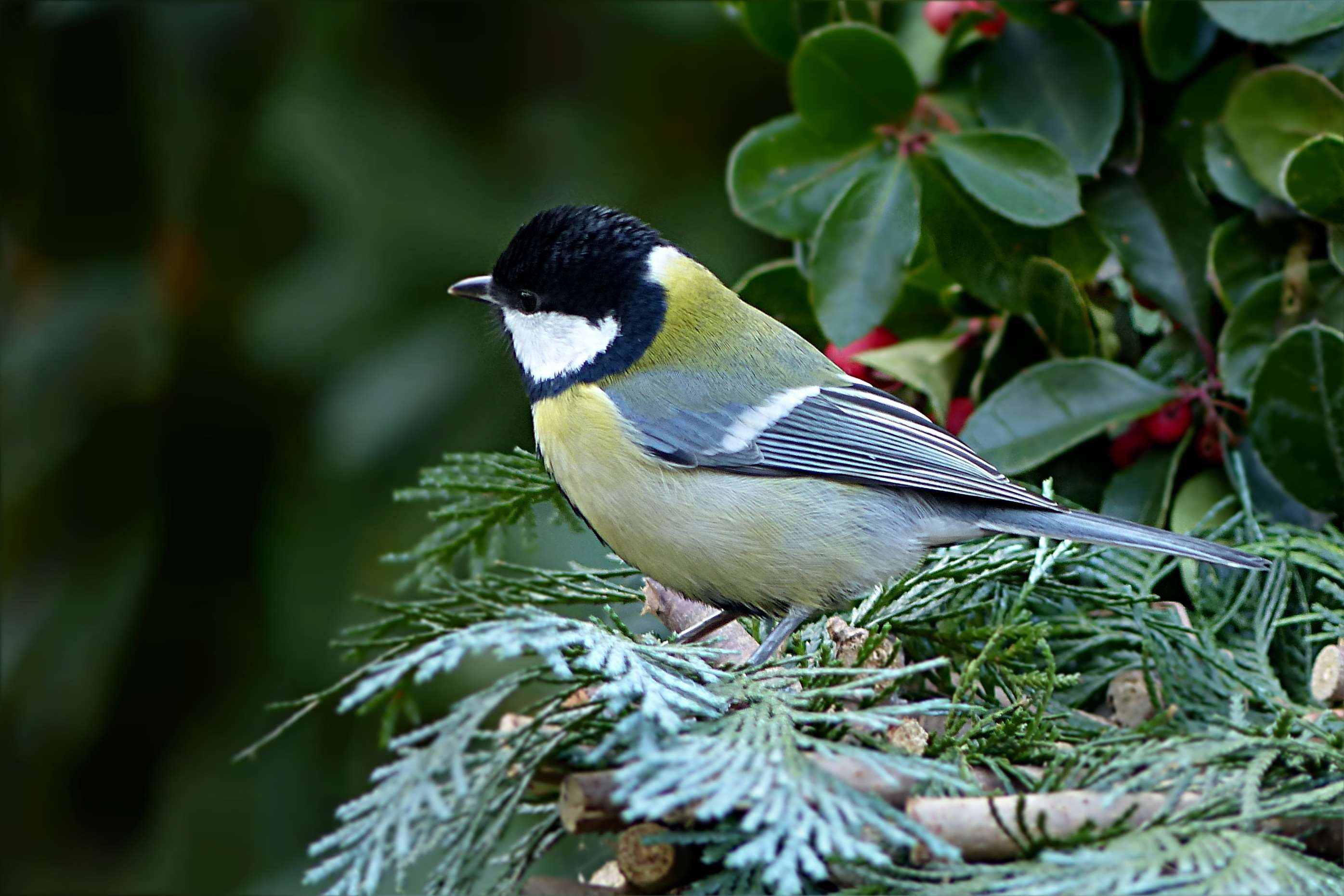 2K, no people, vertebrate, animals in the wild, great tit, bird, perching, close-up, focus on foreground, tit, animal, one animal, parus major, tree, garden, HD Wallpaper