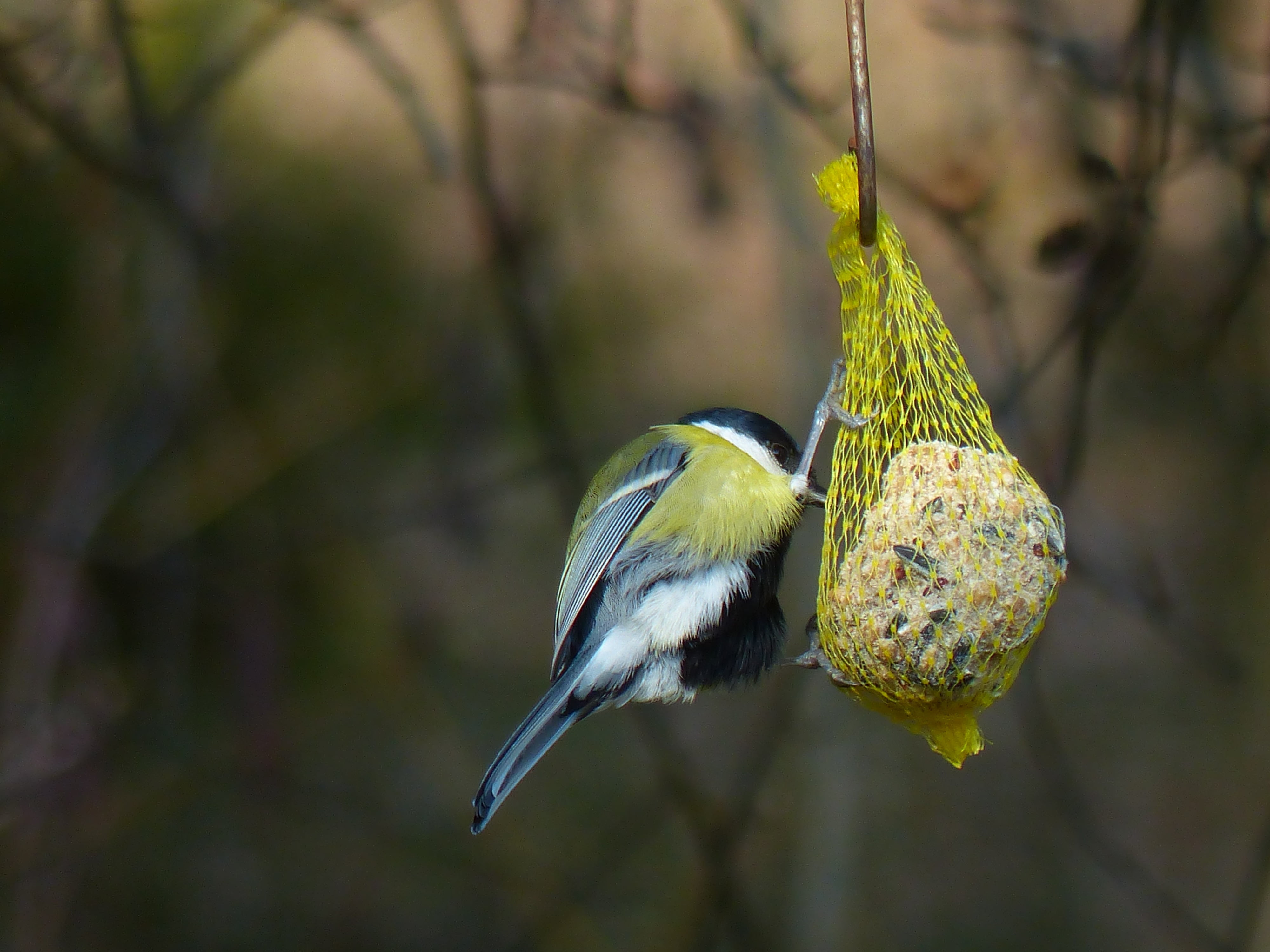 winter, peck, depend, yellow, animal wildlife, day, bluetit, parus major, animal, fat balls, feed, no people, great tit, animal themes, paridae, passeri, HD Wallpaper