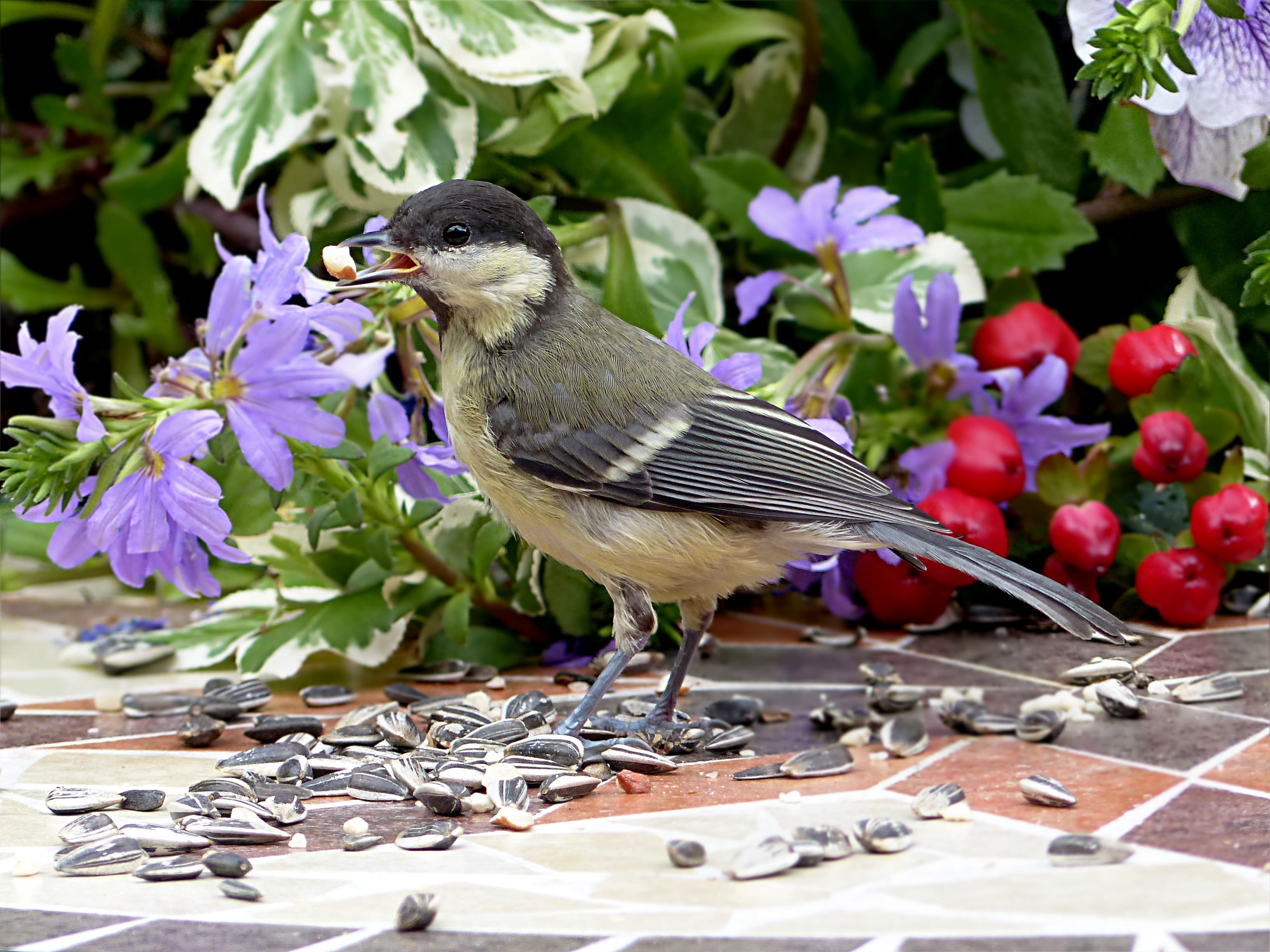 Parus Major, vertebrate, garden, foraging, close-up, beak, bird Watching, growth, color Image, plant, perching, one Animal, flower, branch, nature, flower head, HD Wallpaper