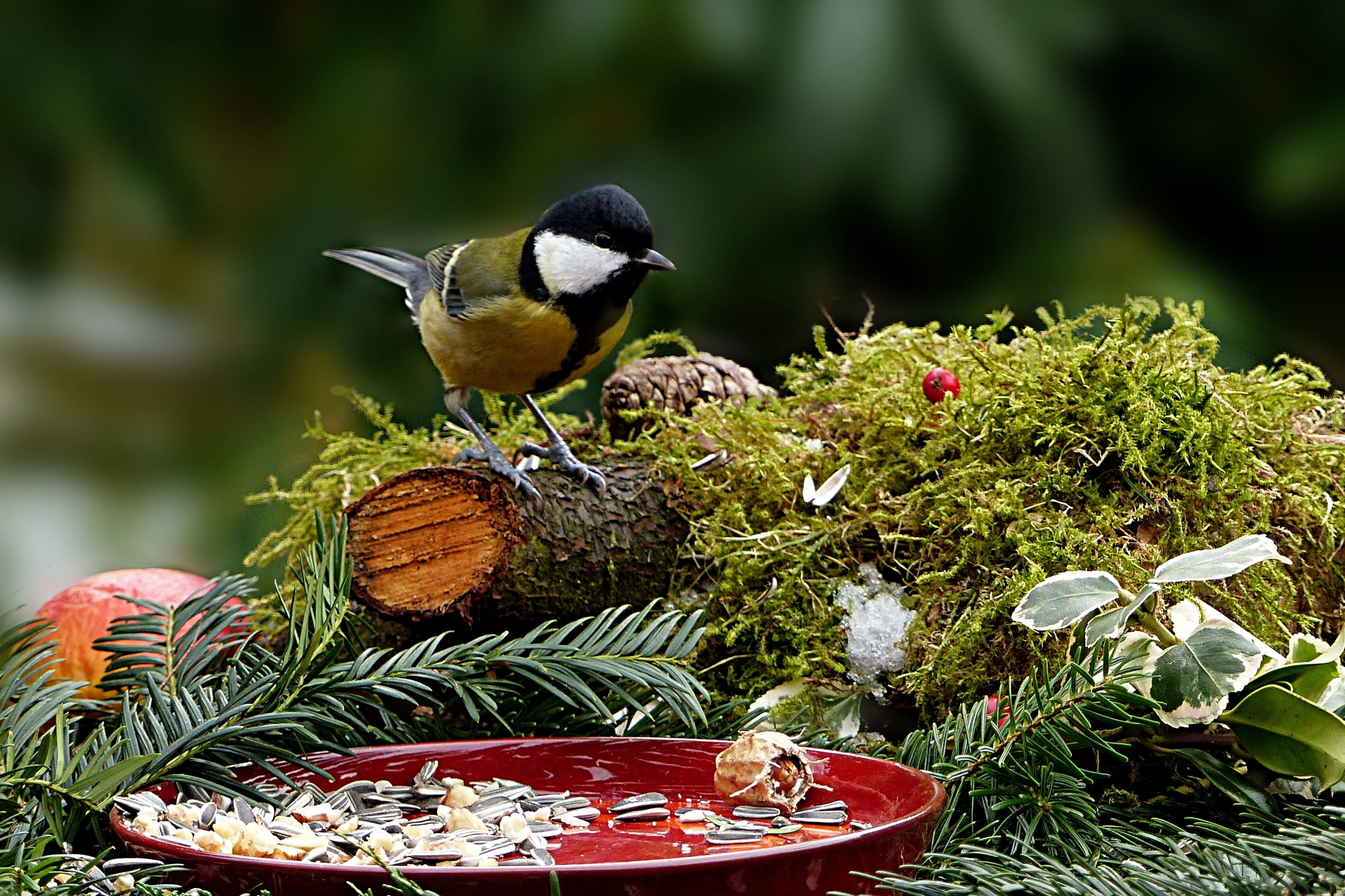 no people, green color, garden, winter, perching, bird seed, plant, animal themes, animals in the wild, nature, tit, one animal, black, bird, focus on foreground, HD Wallpaper