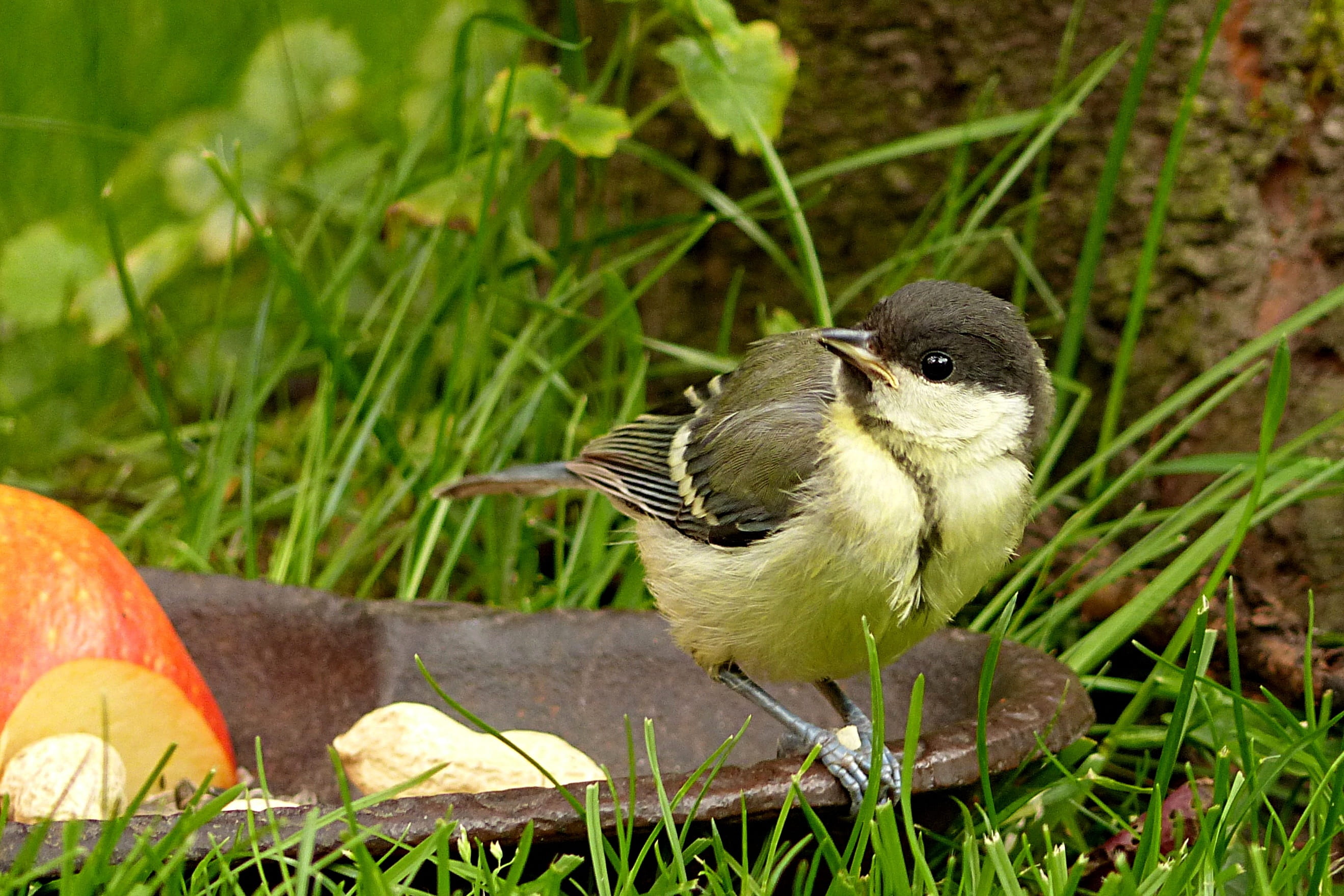 frame, 2K, animal wildlife, day, Animal, outdoors, animals in the wild, Bird, young, grass, vertebrate, Parus Major, green color, eating, land, Tit, close-up, HD Wallpaper