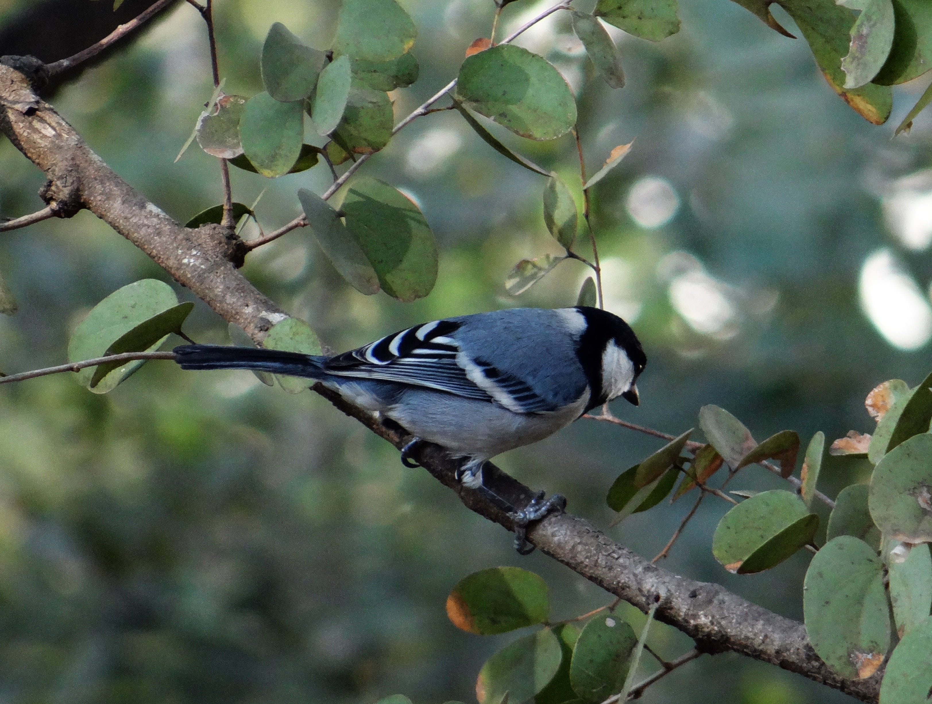 tree, parus major, leaf, perching, 2K, mammal, wilderness, branch, animal, wild, majestic, wings, beak, avian, nature, bird, plant part, animals in the wild, HD Wallpaper