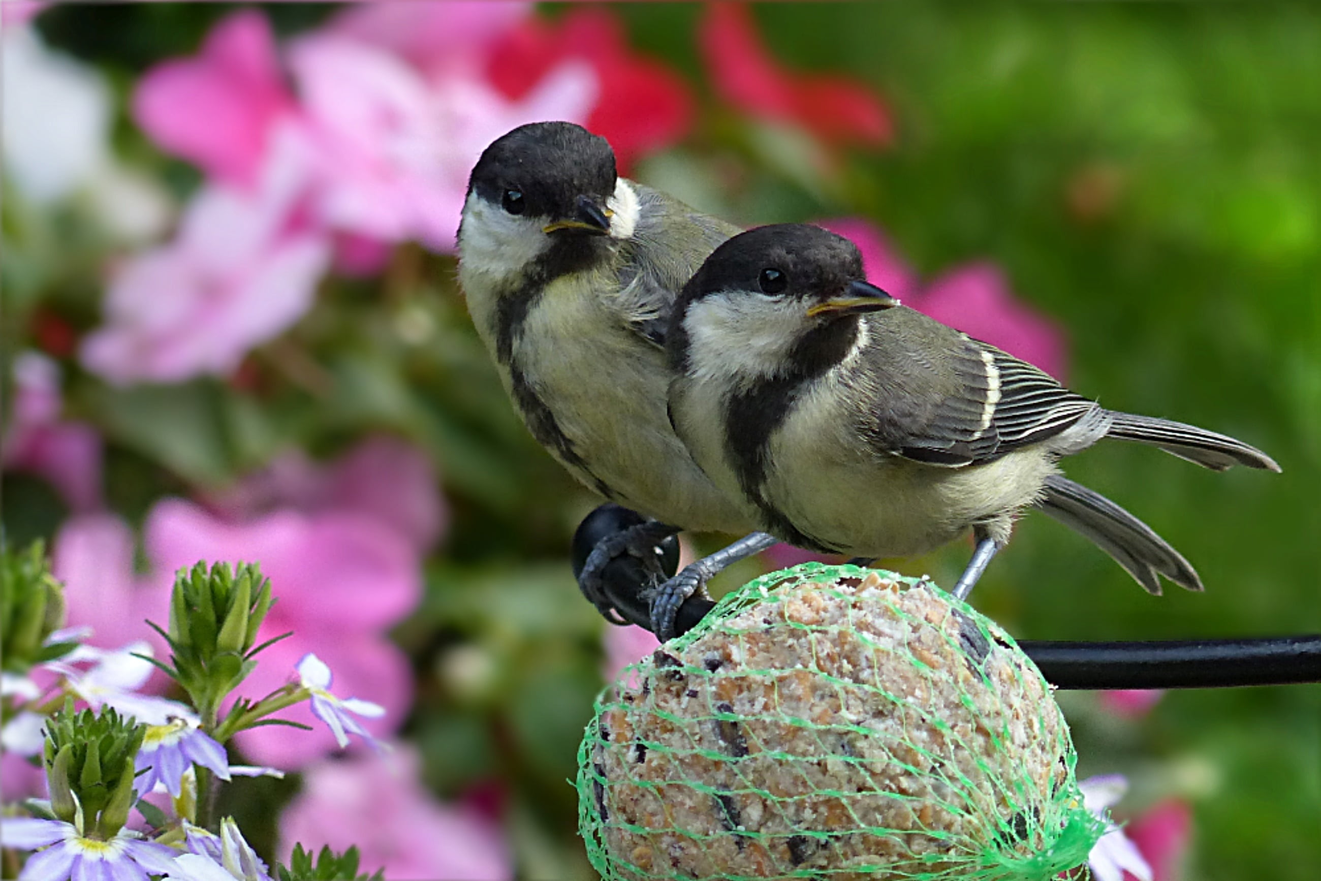 foraging, nature, food, animal, great tits, great tit, wildlife, beak, garden, animal themes, day, feather, close-up, beauty in nature, green, perching, HD Wallpaper