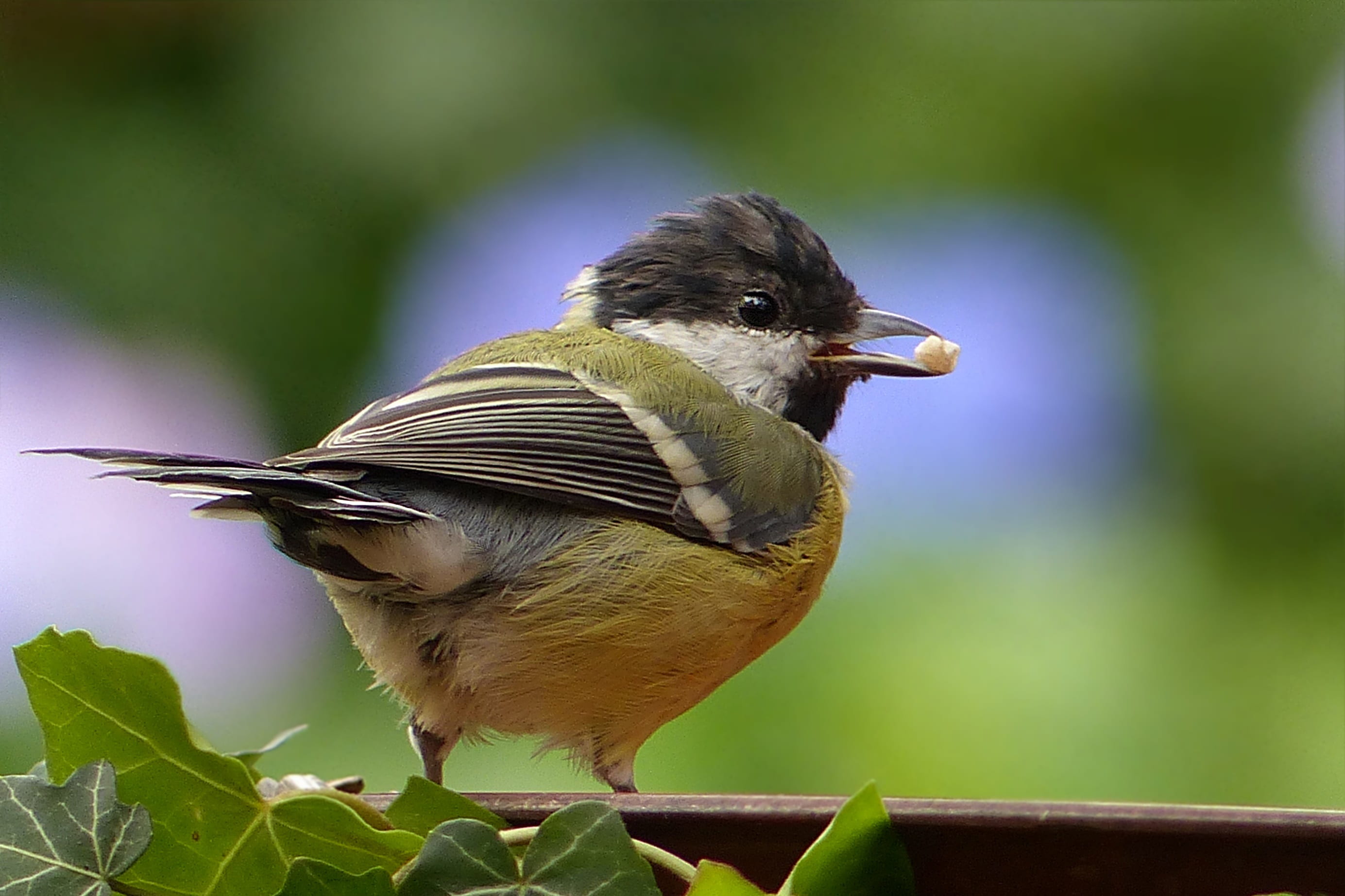 parus major, beak, tit, animal wildlife, plant, bird, young, photography, 2K, outdoors, one animal, vertebrate, seed, focus, green color, yellow, nature, HD Wallpaper