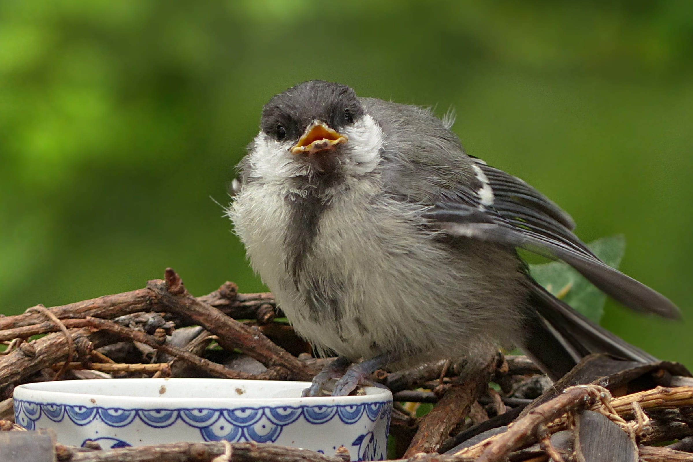 plant, close-up, young, animals in the wild, bird of prey, vertebrate, outdoors, perching, wood - material, bird, focus on foreground, animal, parus major, HD Wallpaper