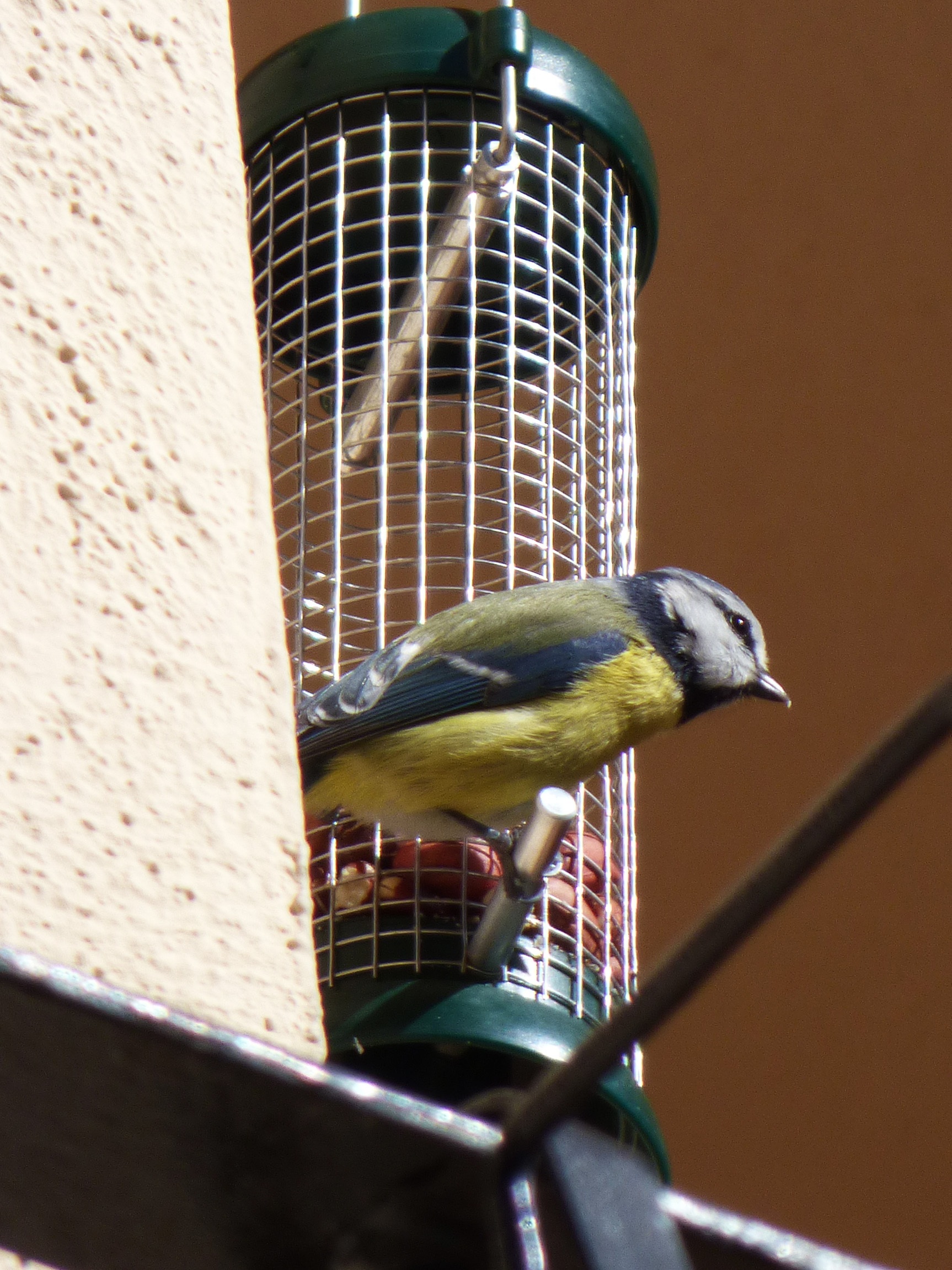 bird feeder, one animal, wild birds, animal, animals in the wild, tit, no people, bluetit, metal, coal mallarenga, animal wildlife, animal themes, close-up, Phone HD Wallpaper