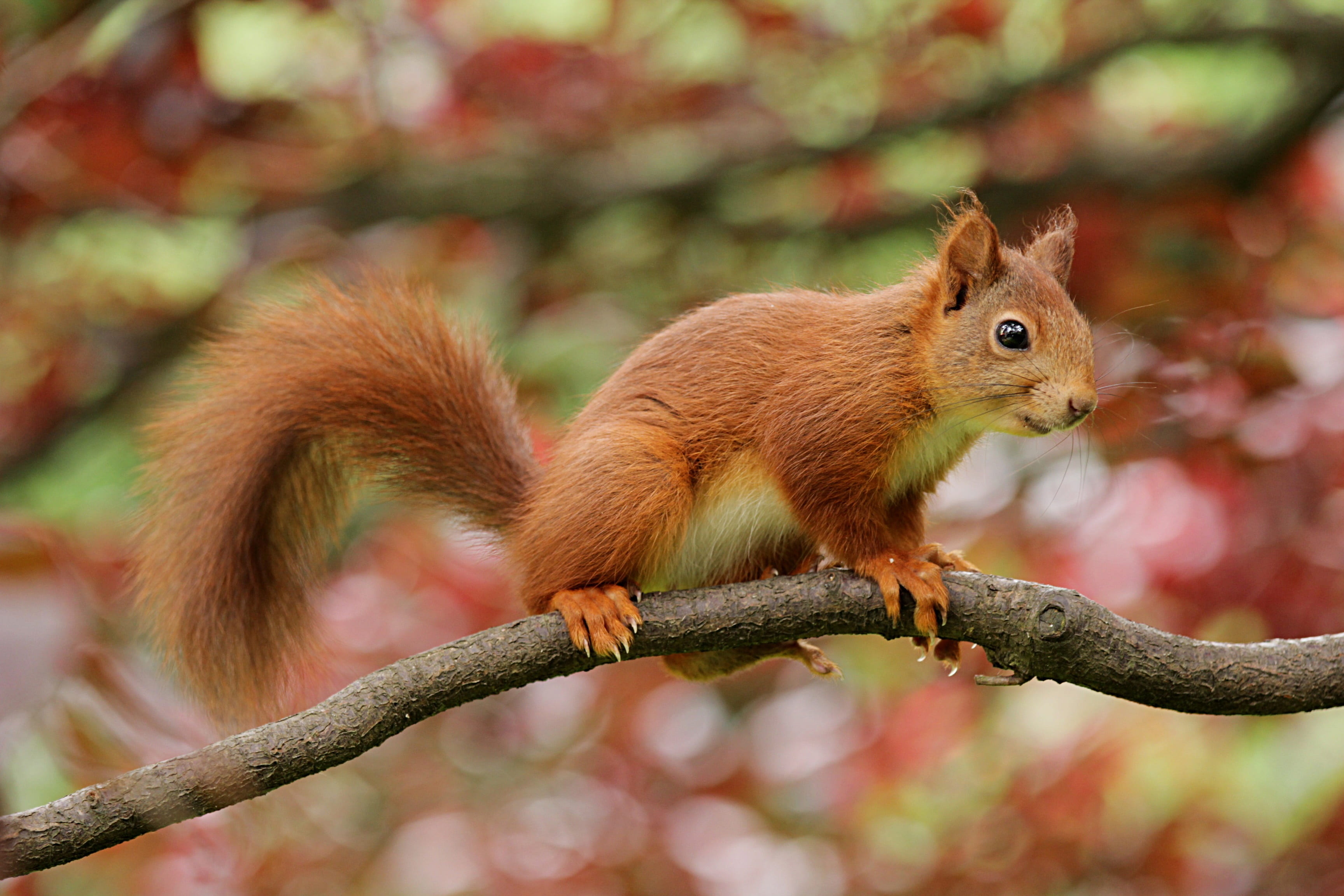 branch, nature, garden, brown, climb, animal, no people, animals in the wild, rodent, small, focus on foreground, full length, squirrel, close-up, vertebrate, HD Wallpaper