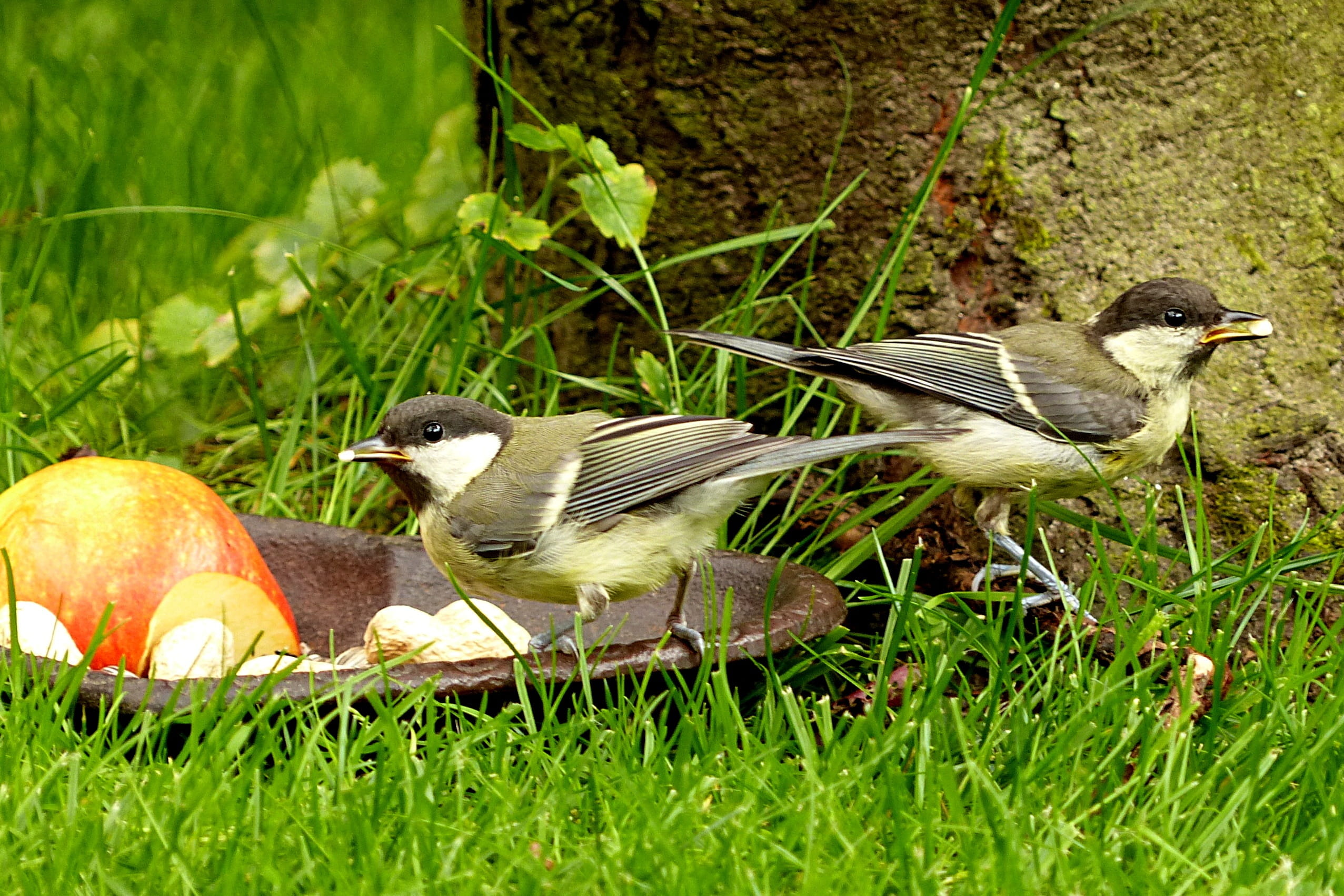 animals in the wild, Animal, day, group of animals, eating, nature, plant, young, two animals, feeding, garden summer, no people, food and drink, Great Tits, HD Wallpaper