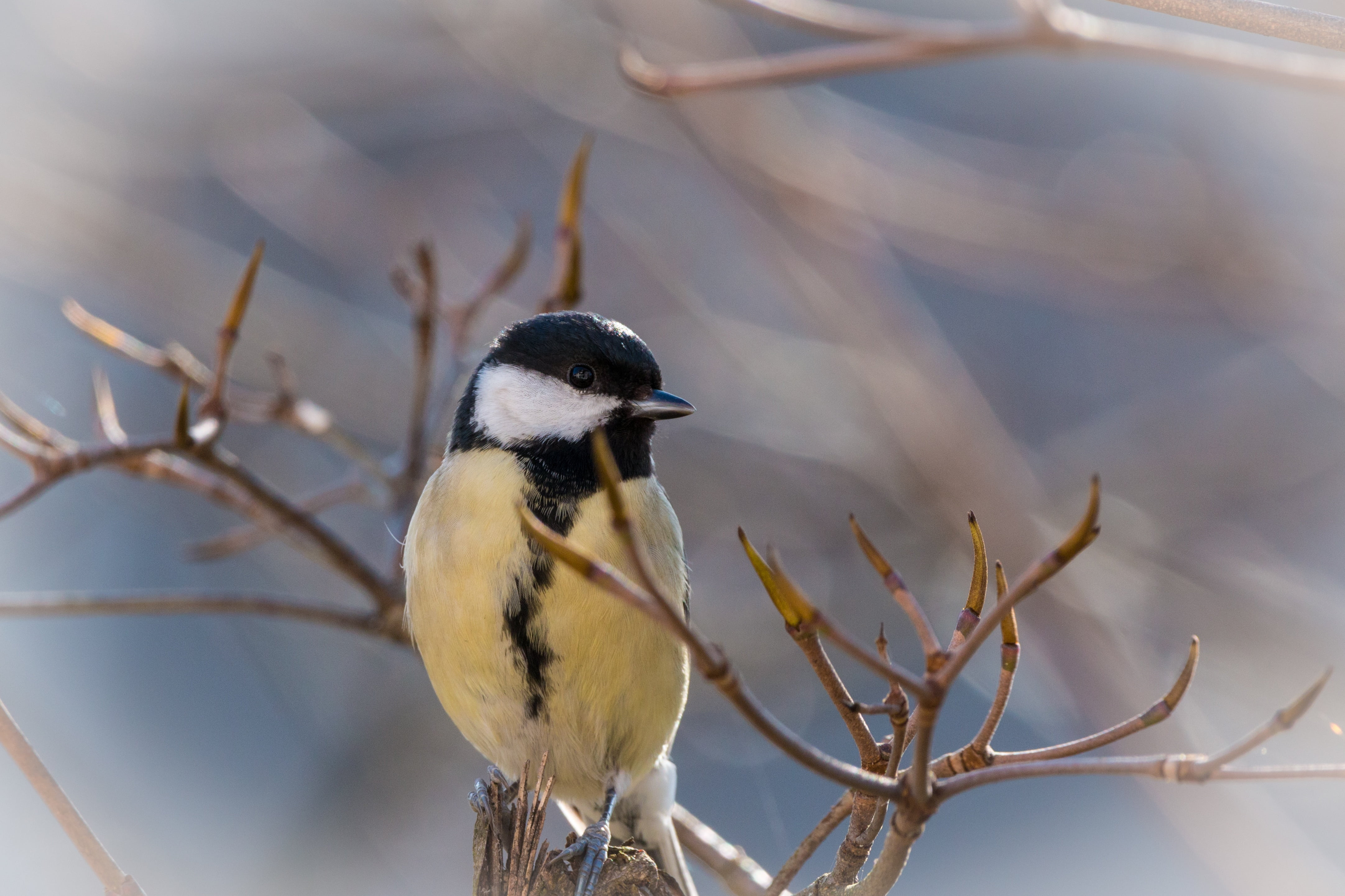 branch, vertebrate, yellow, beauty in nature, animal themes, small bird, tree, focus on foreground, songbird, animal, bird, parus major, plant, animals in the wild, HD Wallpaper