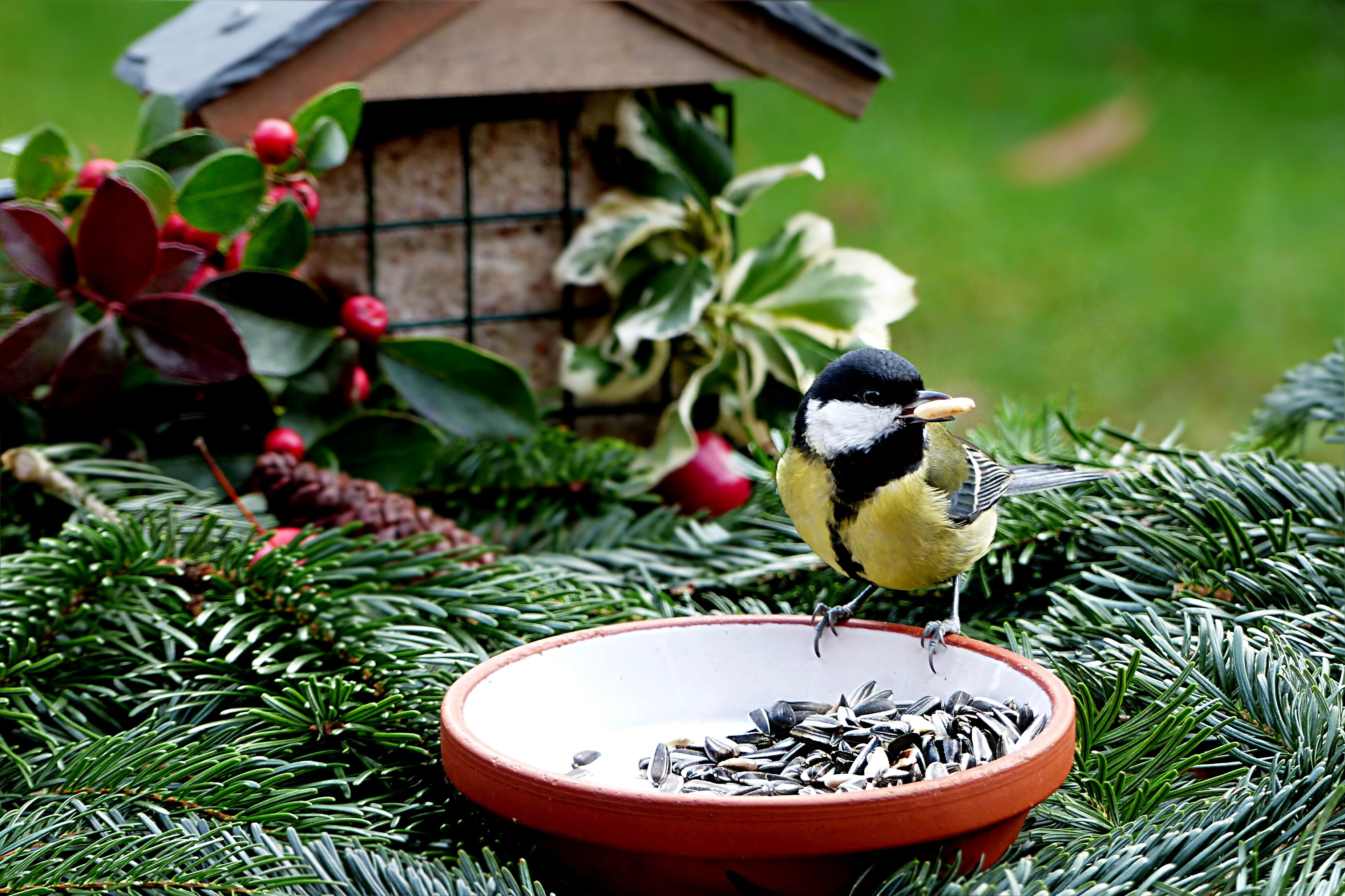 perching, nature, focus on foreground, green color, animal, day, tit, animal themes, no people, great tit, parus major, bird feeder, jay, meal, garden, HD Wallpaper