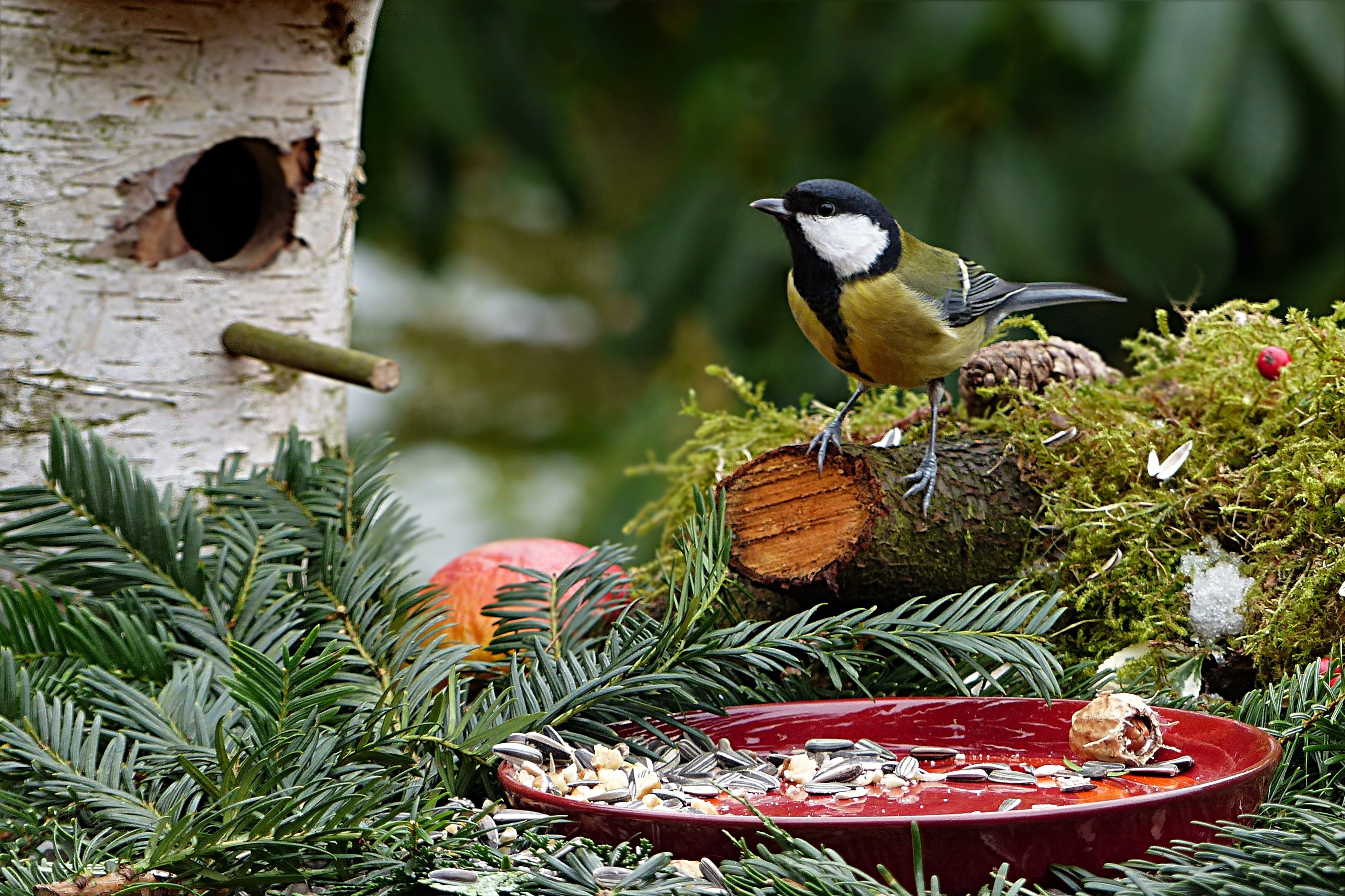 parus major, resting, full length, hunger, one animal, bird seed, no people, vertebrate, animal, plant, coniferous tree, bird, black, shallow, outdoors, HD Wallpaper
