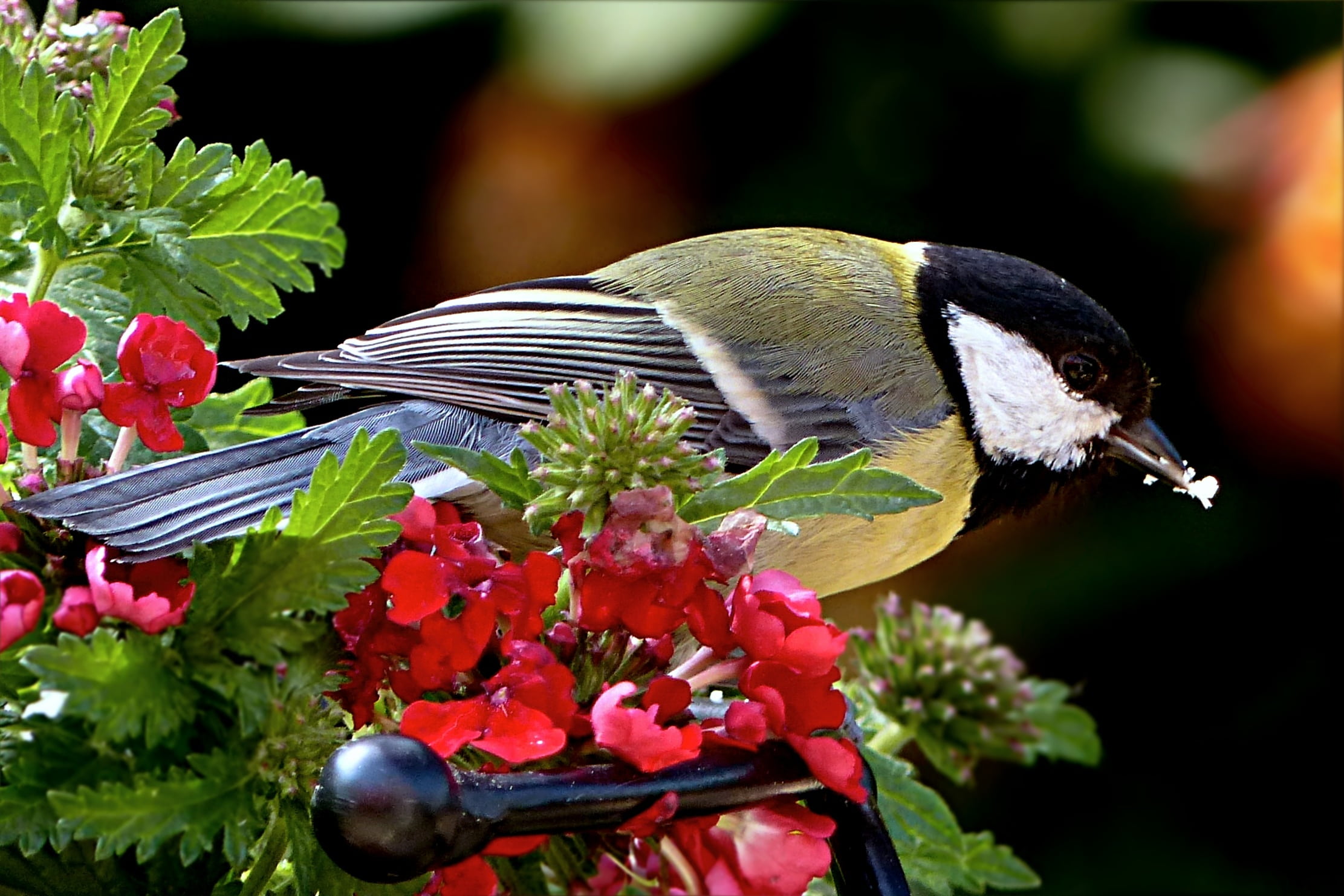 animals in the wild, vertebrate, red, perch, leaf, beauty in nature, flower head, freshness, plant, bird, animal wildlife, fragility, close-up, one animal, HD Wallpaper