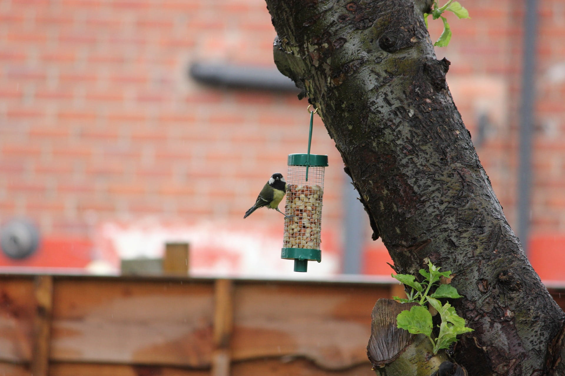 brick, built structure, tree trunk, 1080P, avifauna, nature, parus, avian, metal, greattit, major, wildlife, tree, protection, bird, aves, close-up, no people, HD Wallpaper