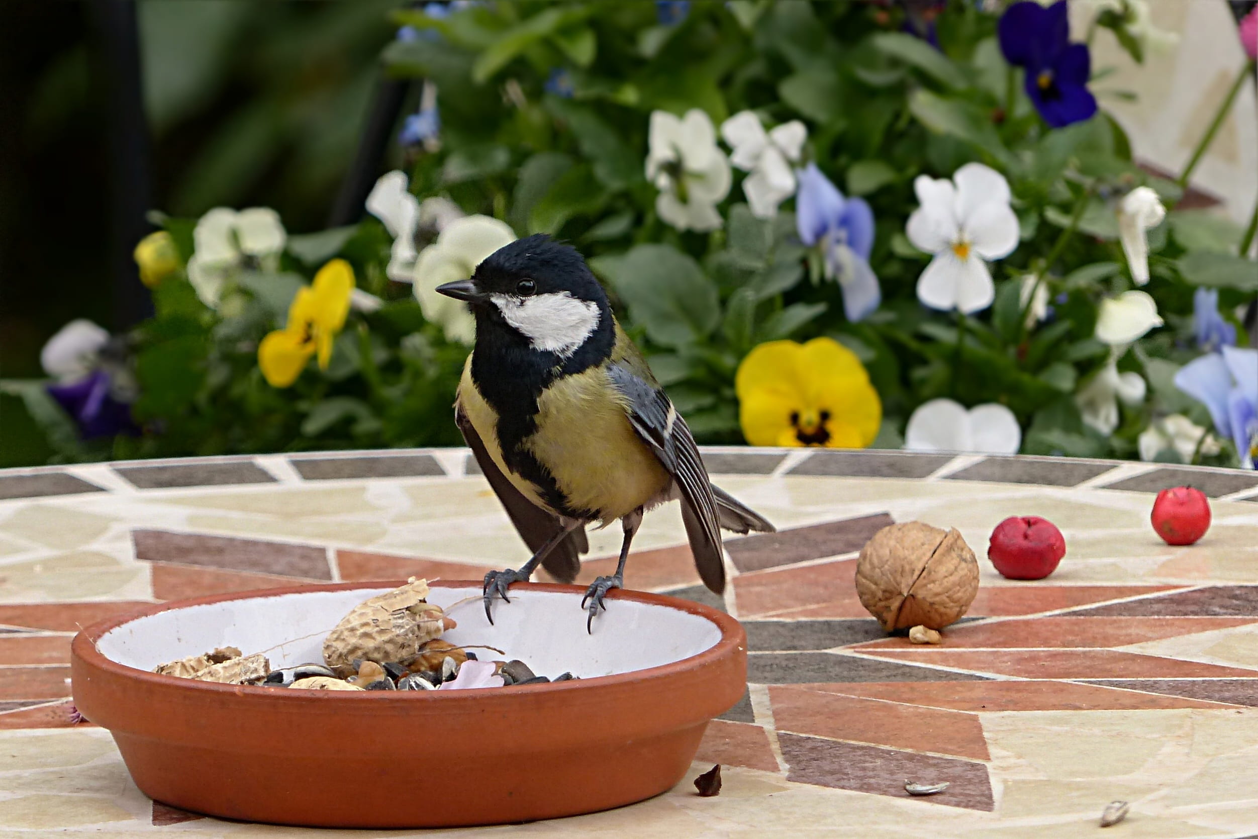 1080P, brown, flower, eurasian, animal themes, plant, potted plant, day, focus on foreground, tit, freshness, parus major, growth, garden, bird, beauty in nature, HD Wallpaper