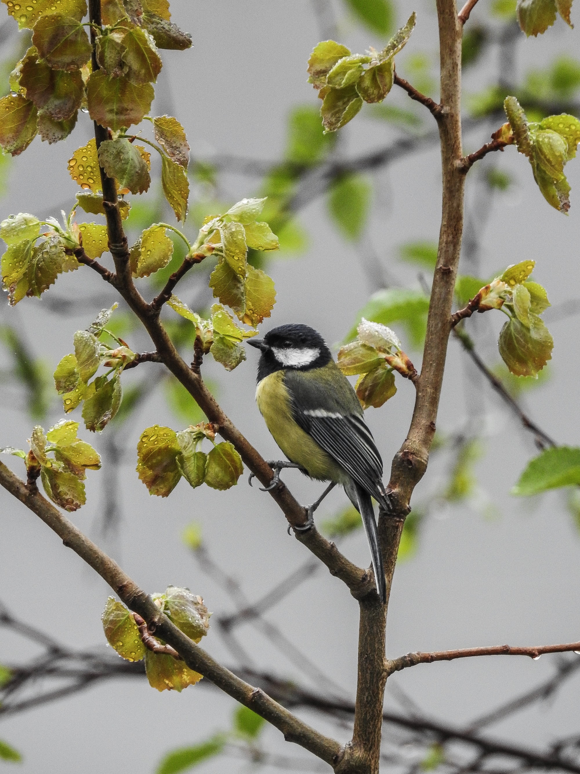 animal wildlife, natural, perching, nature, tit, wildlife, growth, great tit, yellow, 2K, animal, focus on foreground, outdoors, no people, animals in the wild, Phone HD Wallpaper