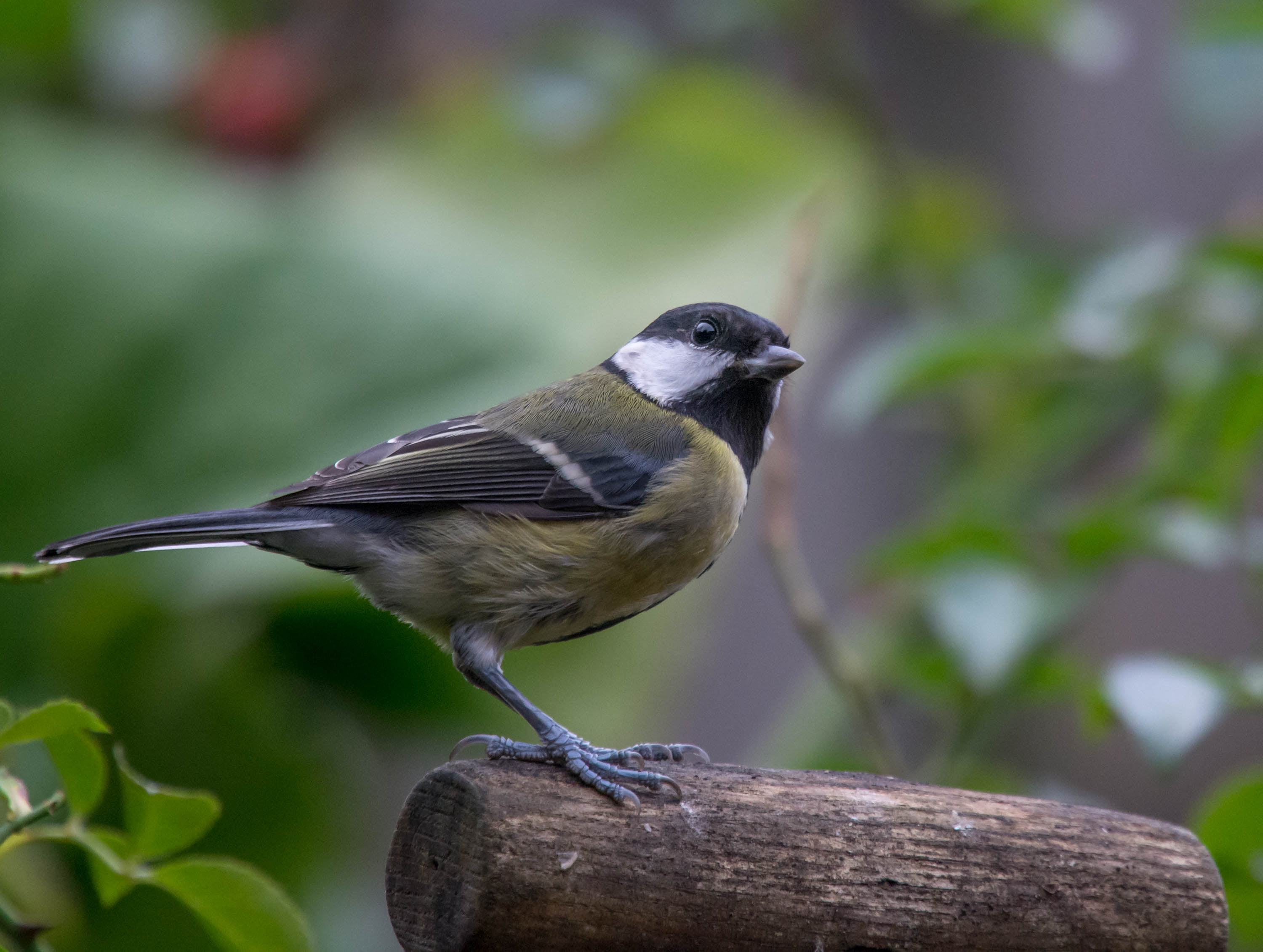 feather, Parus major, white, white bird, great, branch, focus, green, one Animal, outdoors, tit, standing, wildlife, animal, selective, selective focus, HD Wallpaper