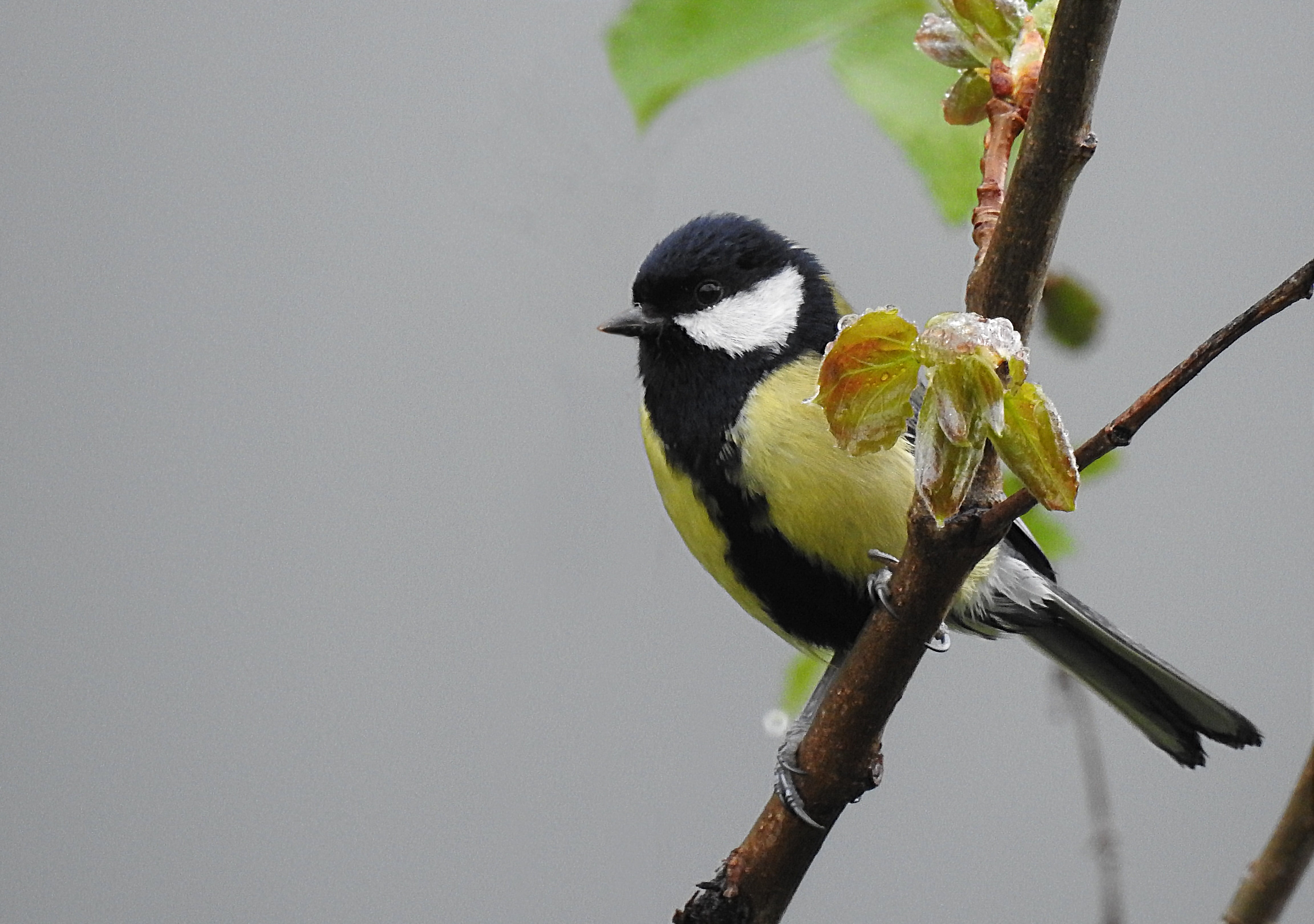 animals in the wild, vertebrate, animal themes, perching, tree, wildlife, one animal, focus on foreground, natural, feather, animal, black, great tit, small, HD Wallpaper