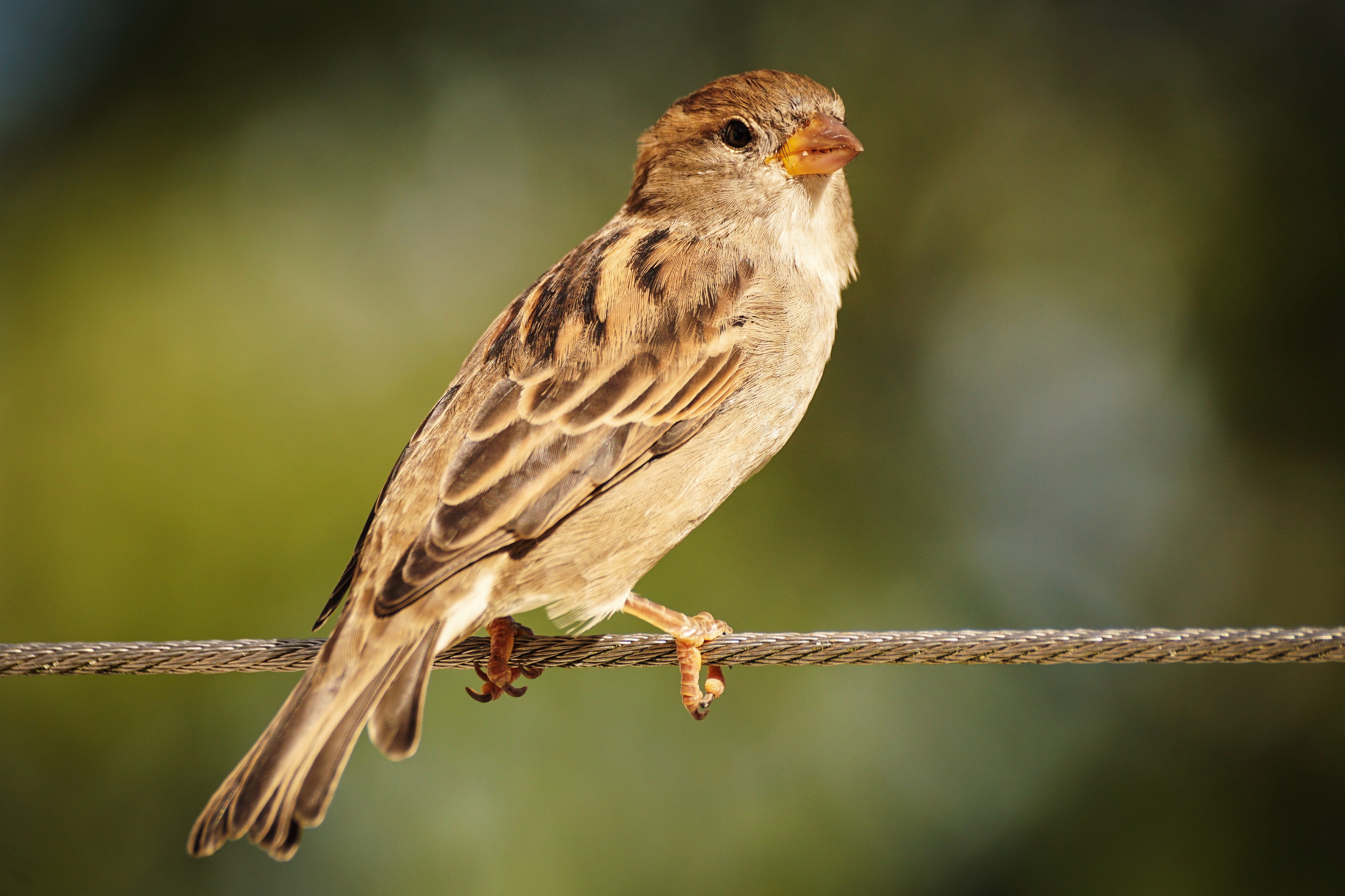 twig, sparrow, animal, animal world, bird, feather, rope, animal themes, focus on foreground, vertebrate, plumage, cheeky, sperling, outdoors, perching, HD Wallpaper