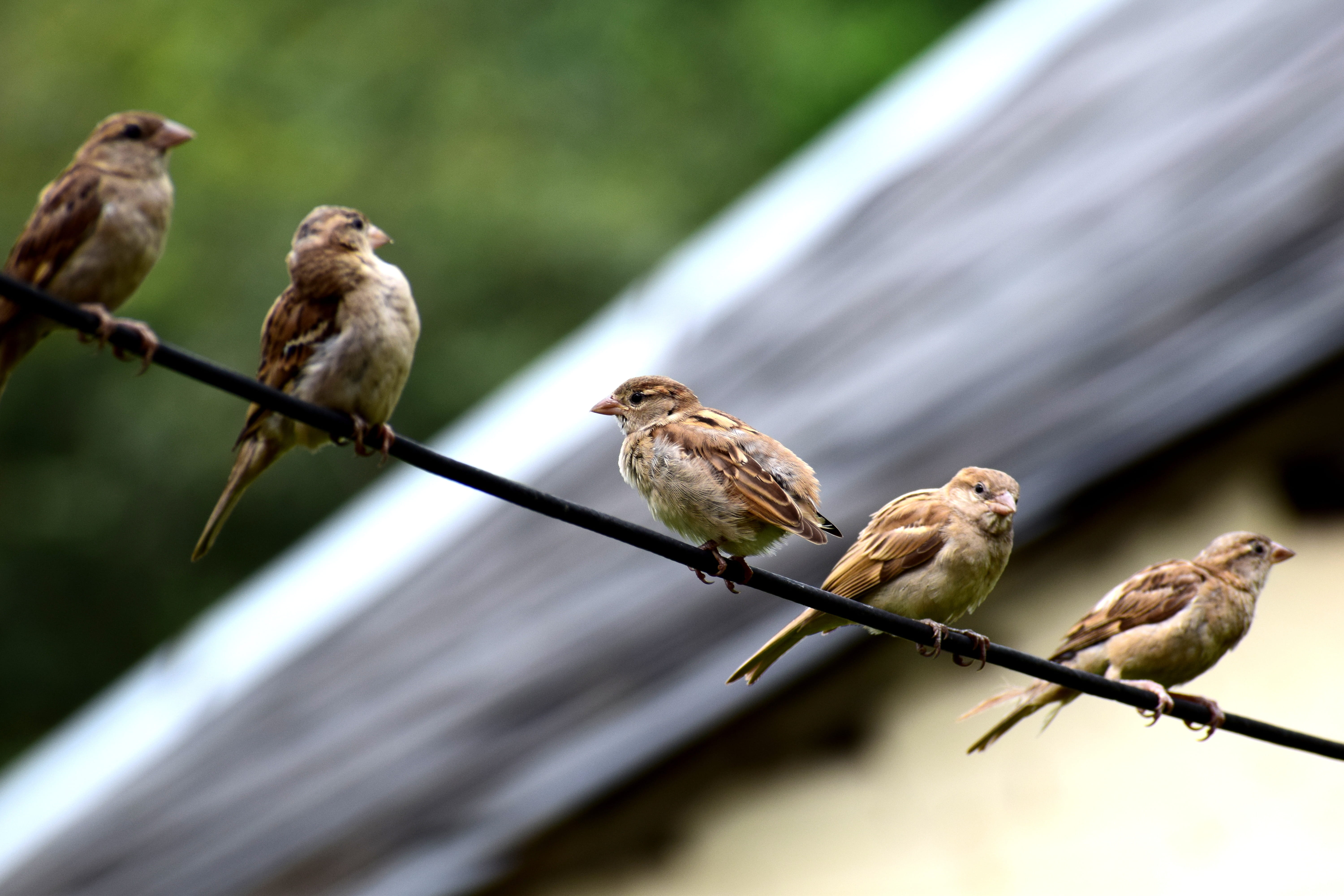 outdoors, nature, animal themes, focus on foreground, color, selective focus, animal wildlife, day, feather, tree, cheeky, close-up, animals in the wild, HD Wallpaper