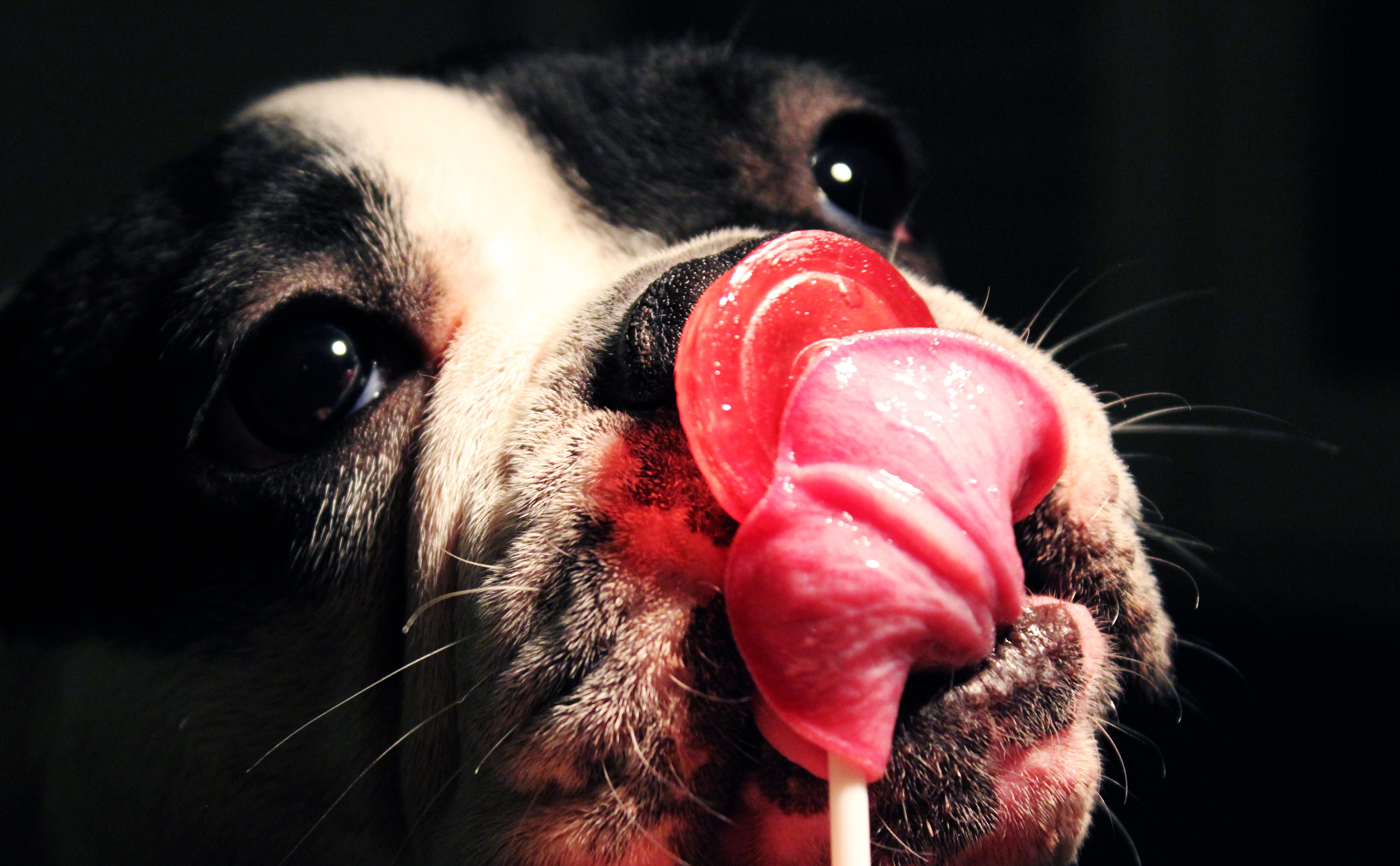 cheeky, animal eye, indoors, animal, whisker, animal head, domestic, sweet, licking, animal nose, photo, french, black, canine, black background, puppy, HD Wallpaper