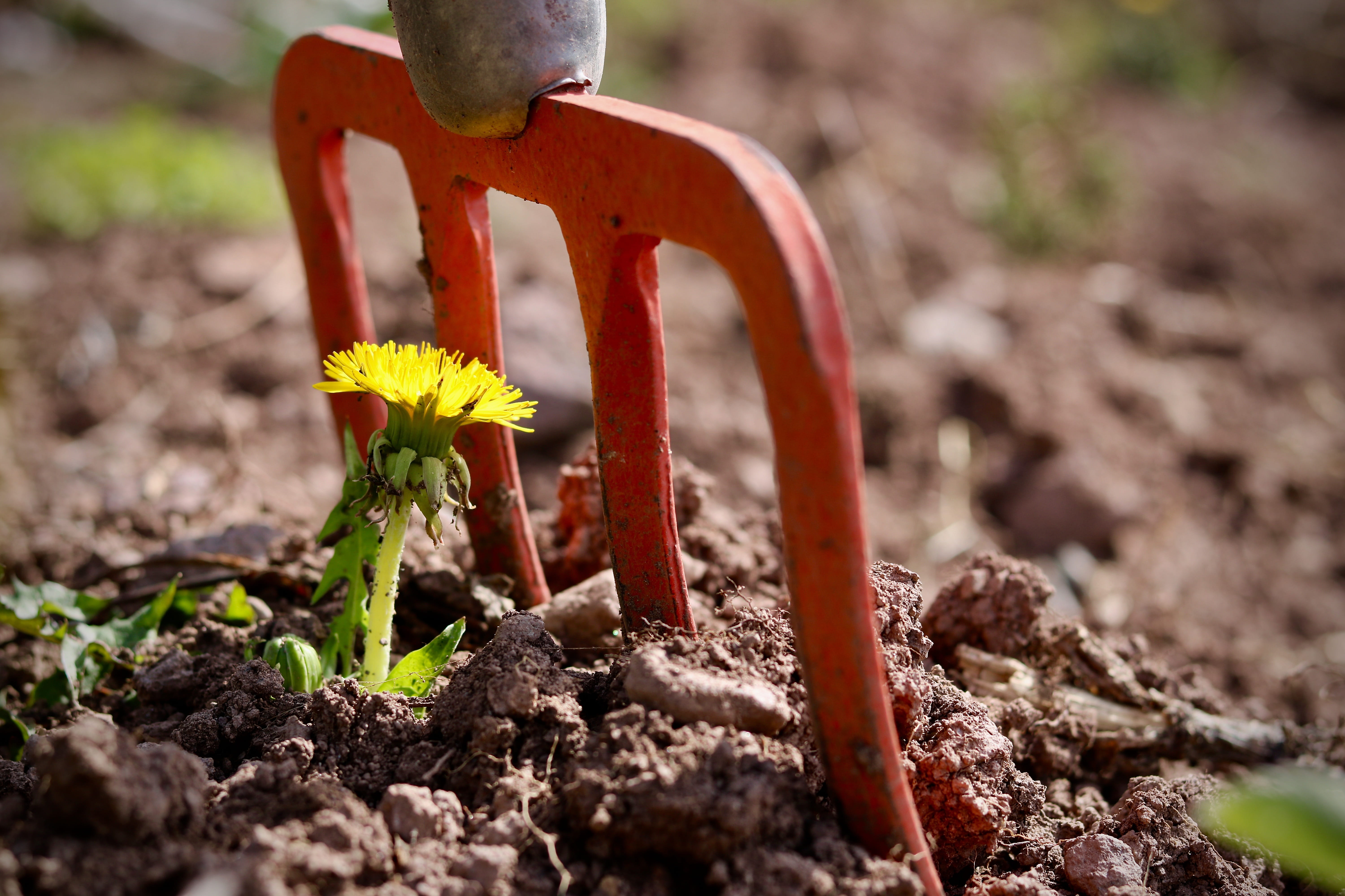 rebellion, uprising, resistance, resilience, outdoors, vegetable patch, bloom, cheeky, selective focus, gardening, growth, no people, dirt, focus on foreground, HD Wallpaper