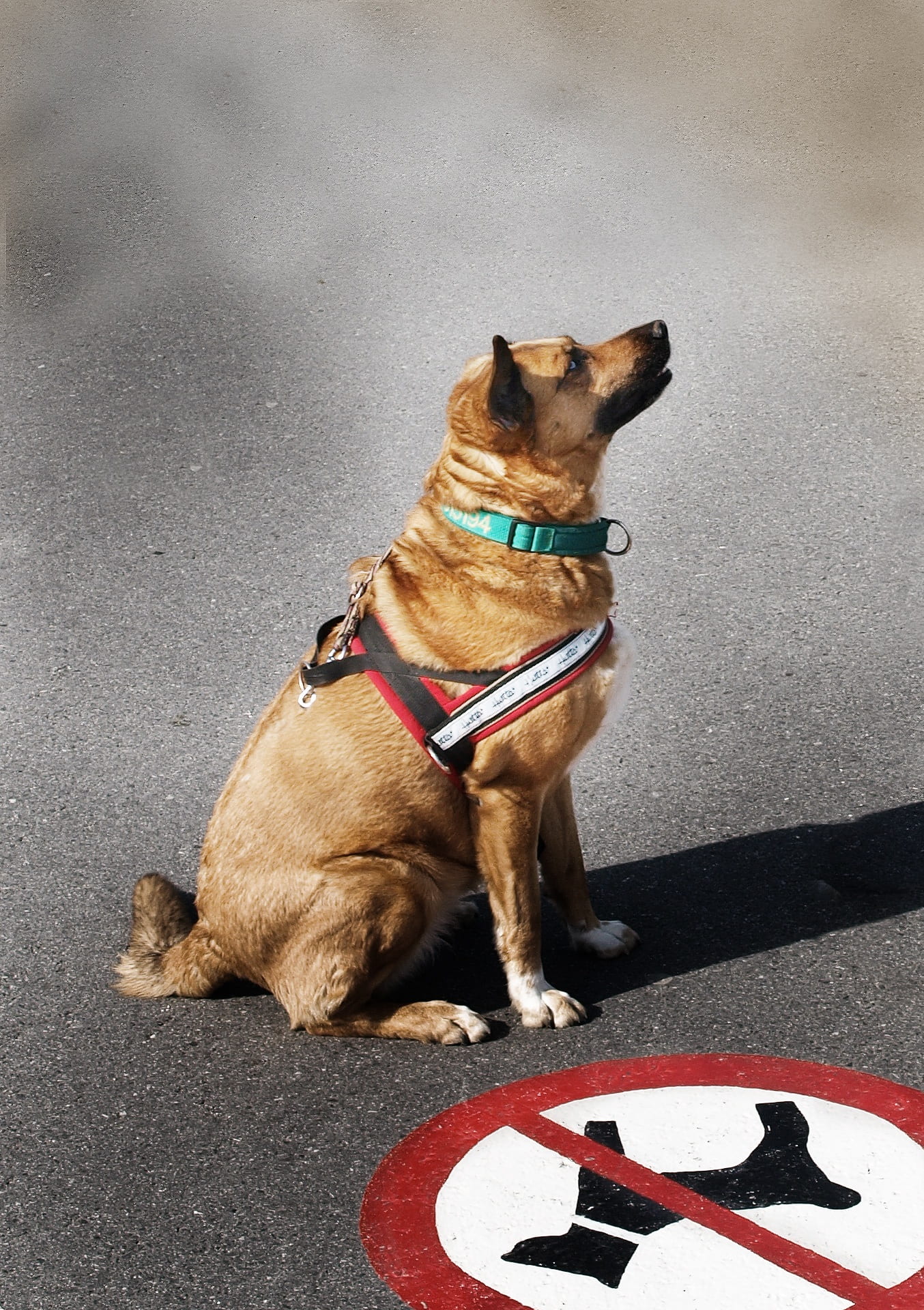 domestic animals, mammal, canine, sitting, disobedience, looking away, dog, looking, resistance, 1080P, animal themes, day, road, pet collar, uprising, Phone HD Wallpaper
