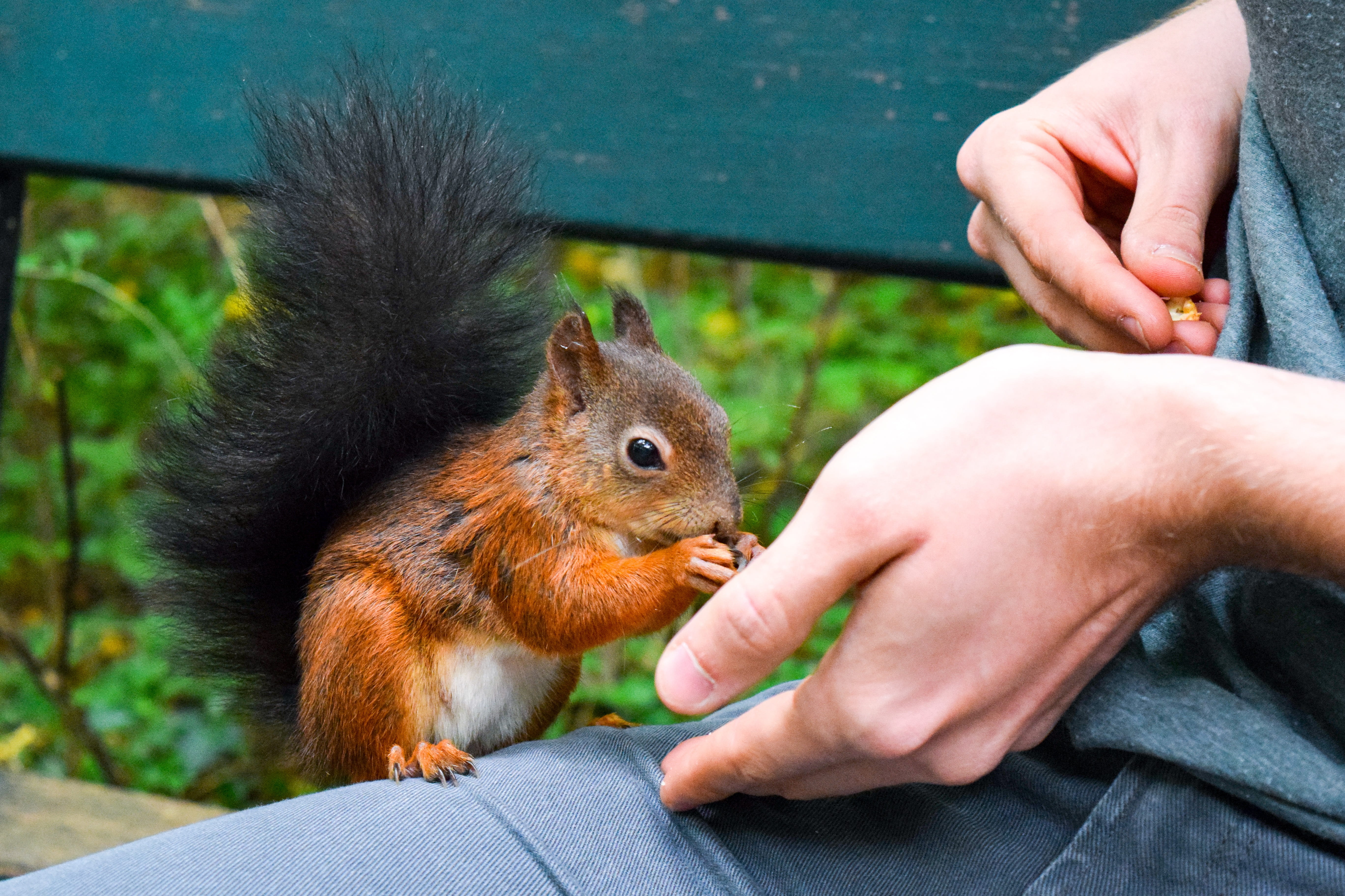 cheeky, young, feed, gnaw, animal wildlife, child, squirrel, nature, holding, meal, animal, tree, outdoors, small, human body part, one person, cute, nuts, HD Wallpaper