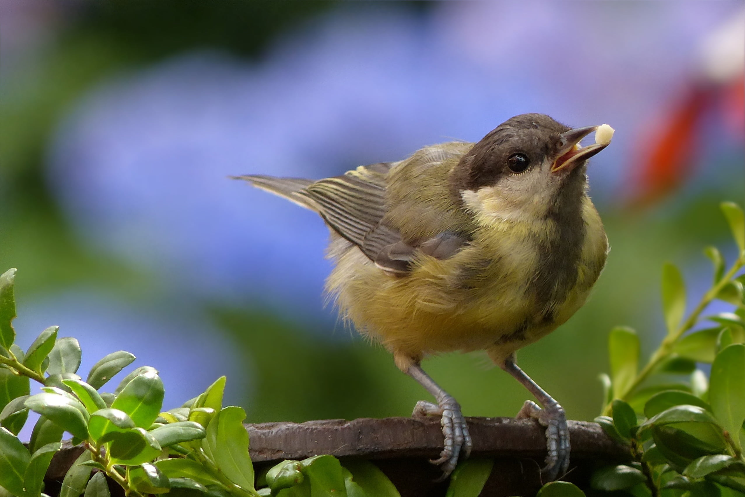 green, garden, plant, day, tit, parus major, close-up, full length, animal themes, no people, leaf, foraging, one animal, 1080P, photography, animal, bird, HD Wallpaper