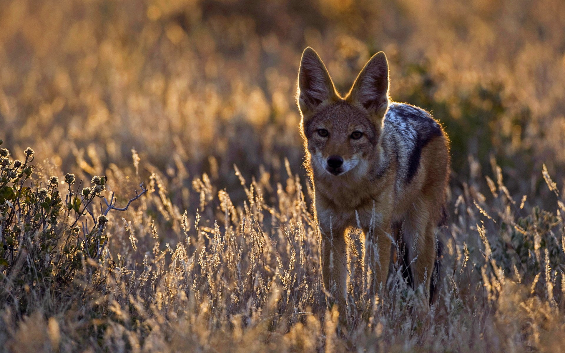 Jackal, 1080P, Cats, HD Wallpaper