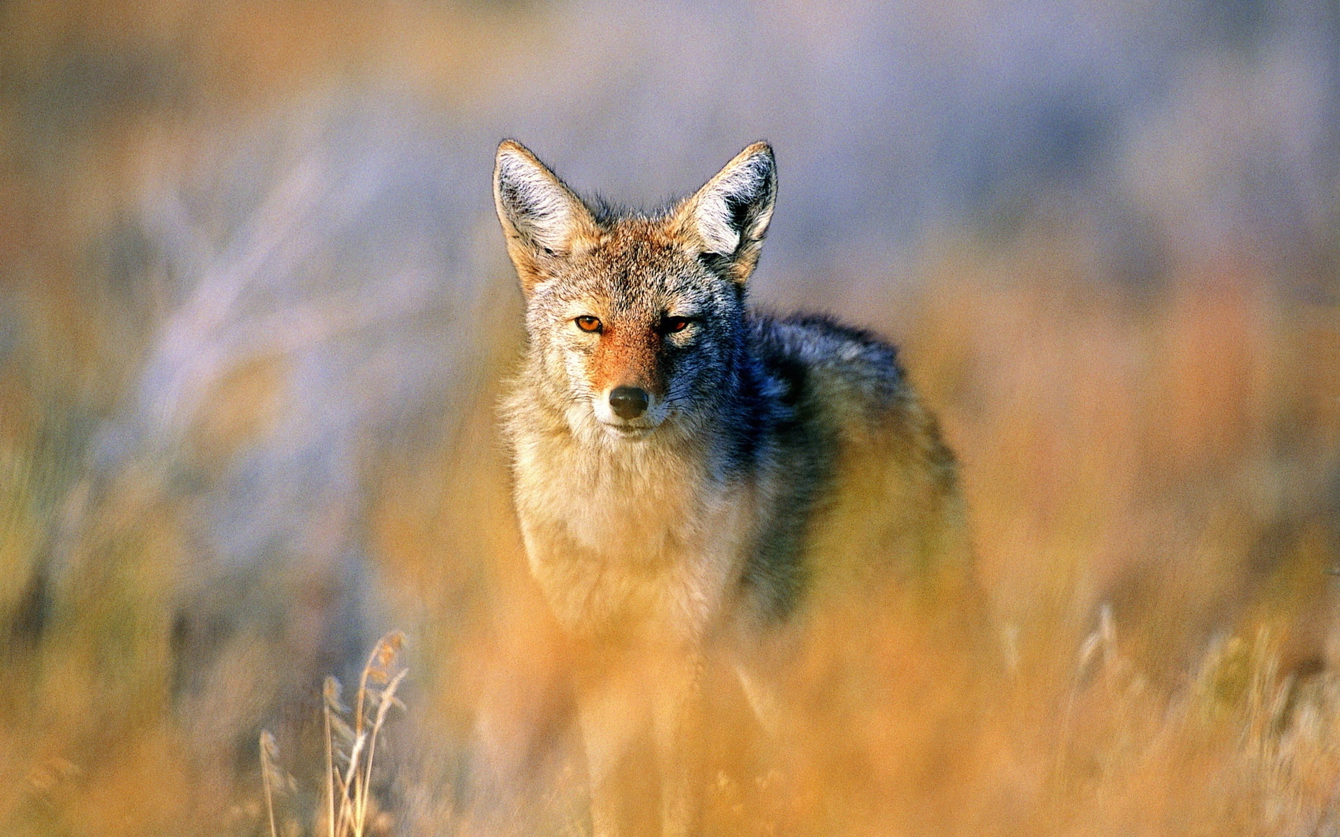 herbivorous, day, 1080P, animals In The Wild, hunting, selective focus, land, looking, jackal, steppe, outdoors, one Animal, wildlife, grass, vertebrate, HD Wallpaper