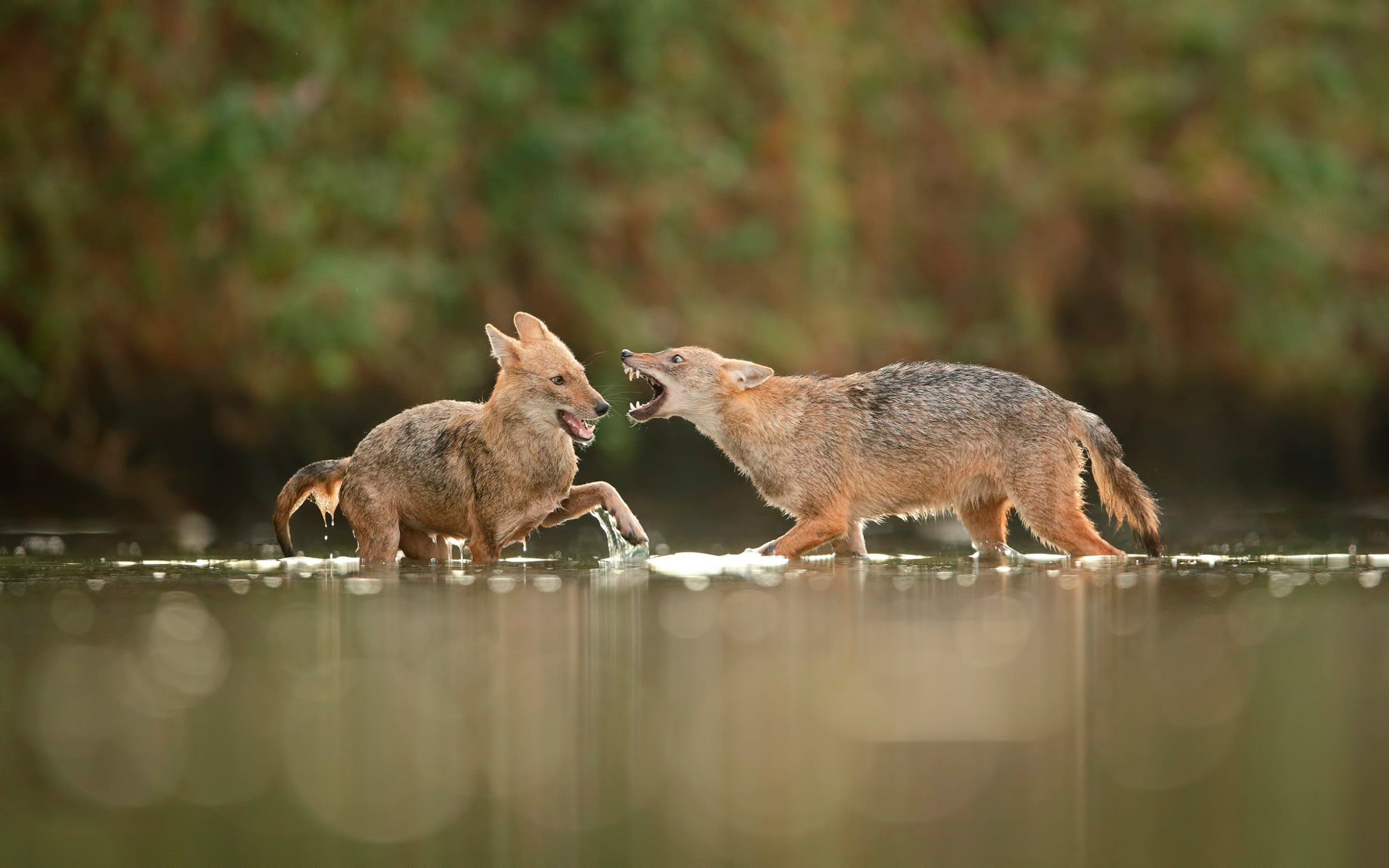 in the water, jackals, 1080P, fight, HD Wallpaper