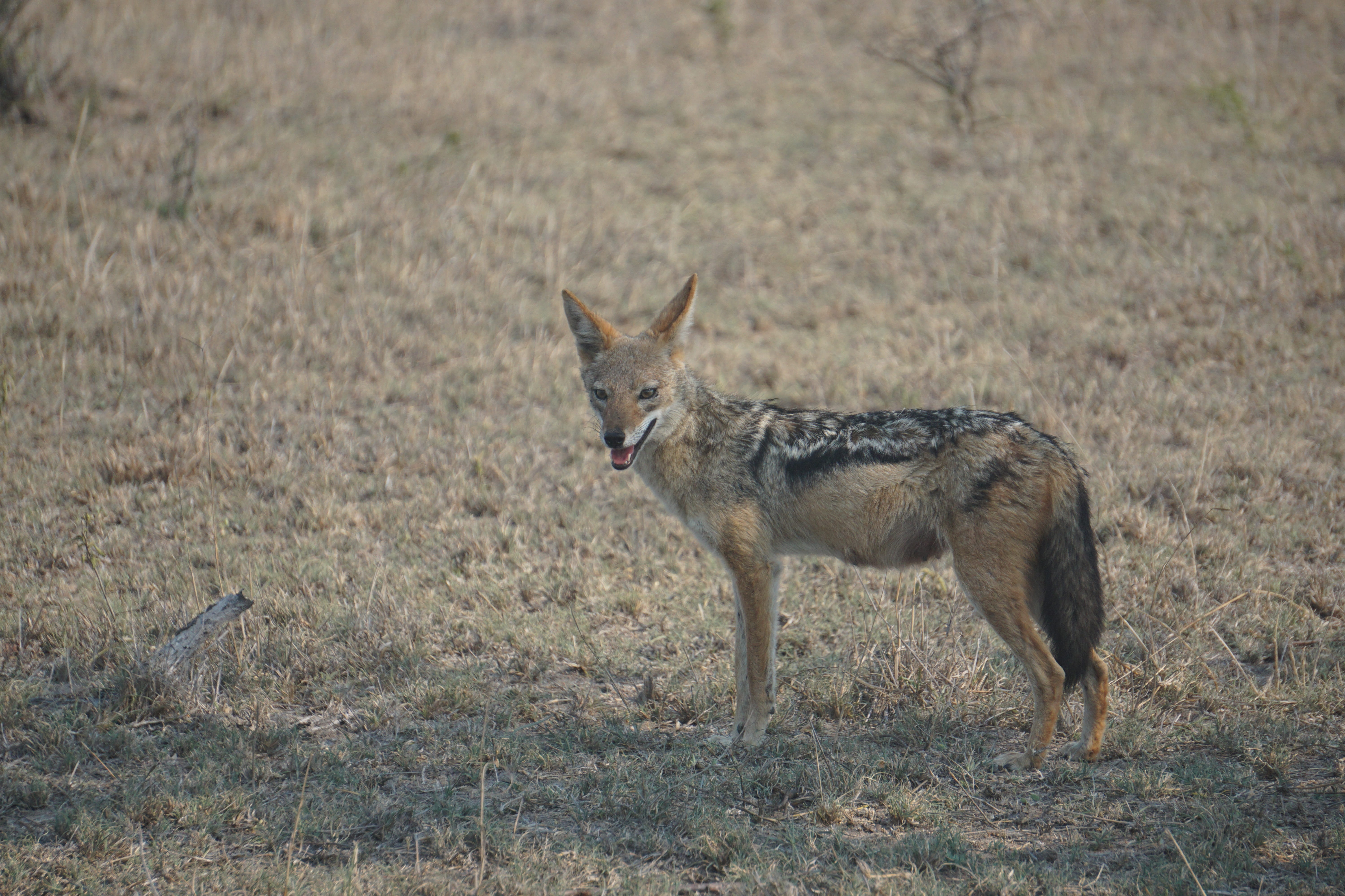5K, animal themes, South Africa, day, antelope, field, full length, animal wildlife, standing, mammal, black-backed, no people, vertebrate, nature, looking, HD Wallpaper