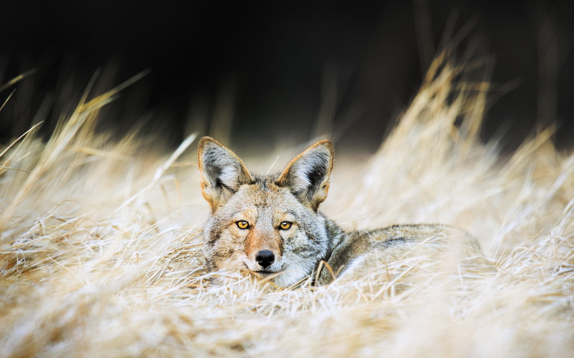 1080P, Cats, Jackal, HD Wallpaper