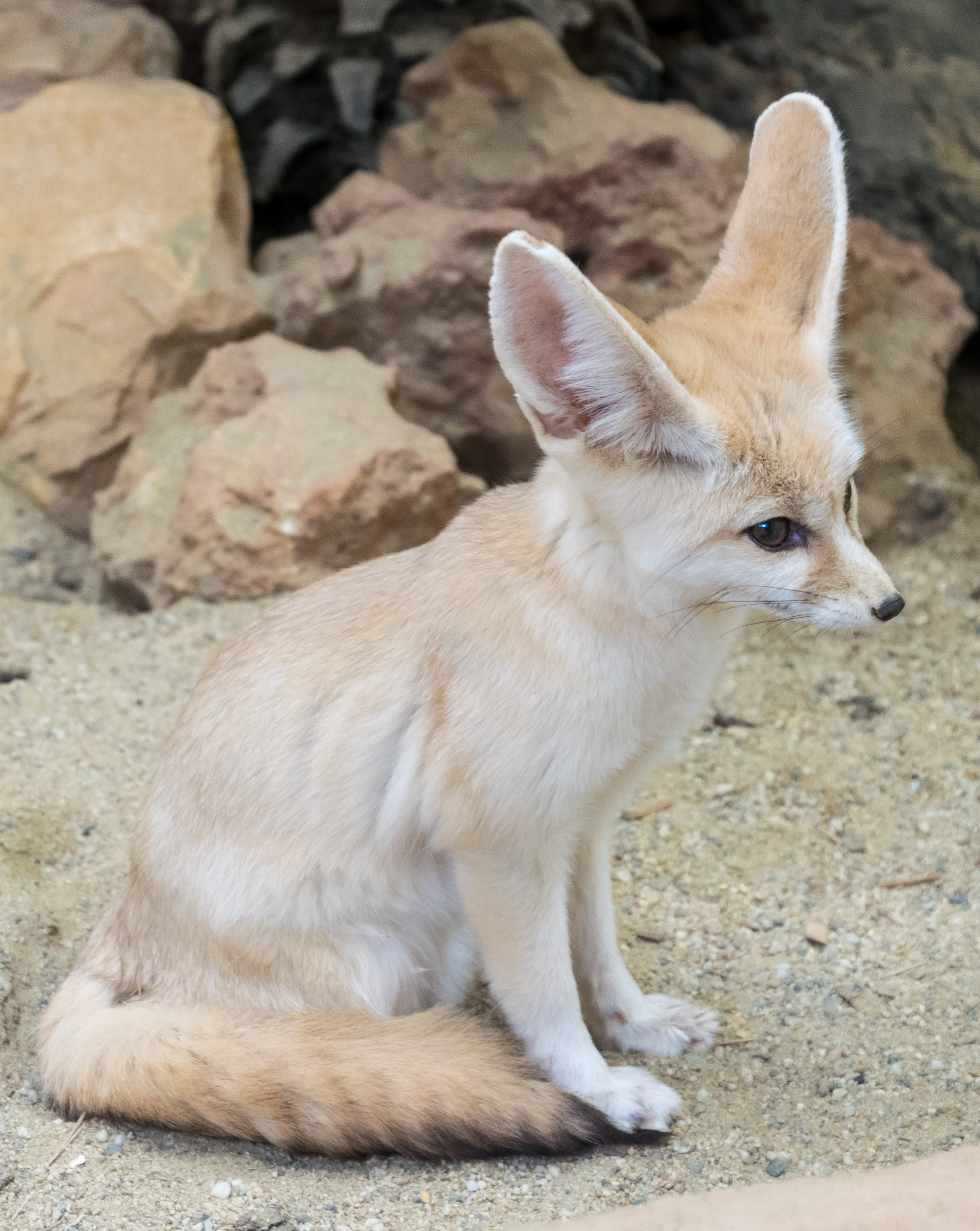 jackal, fennec, rock, vulpes, solid, pets, carnivore, white, beige, fox, animal, domestic, domestic animals, whisker, looking away, ears, no people, desert, Phone HD Wallpaper