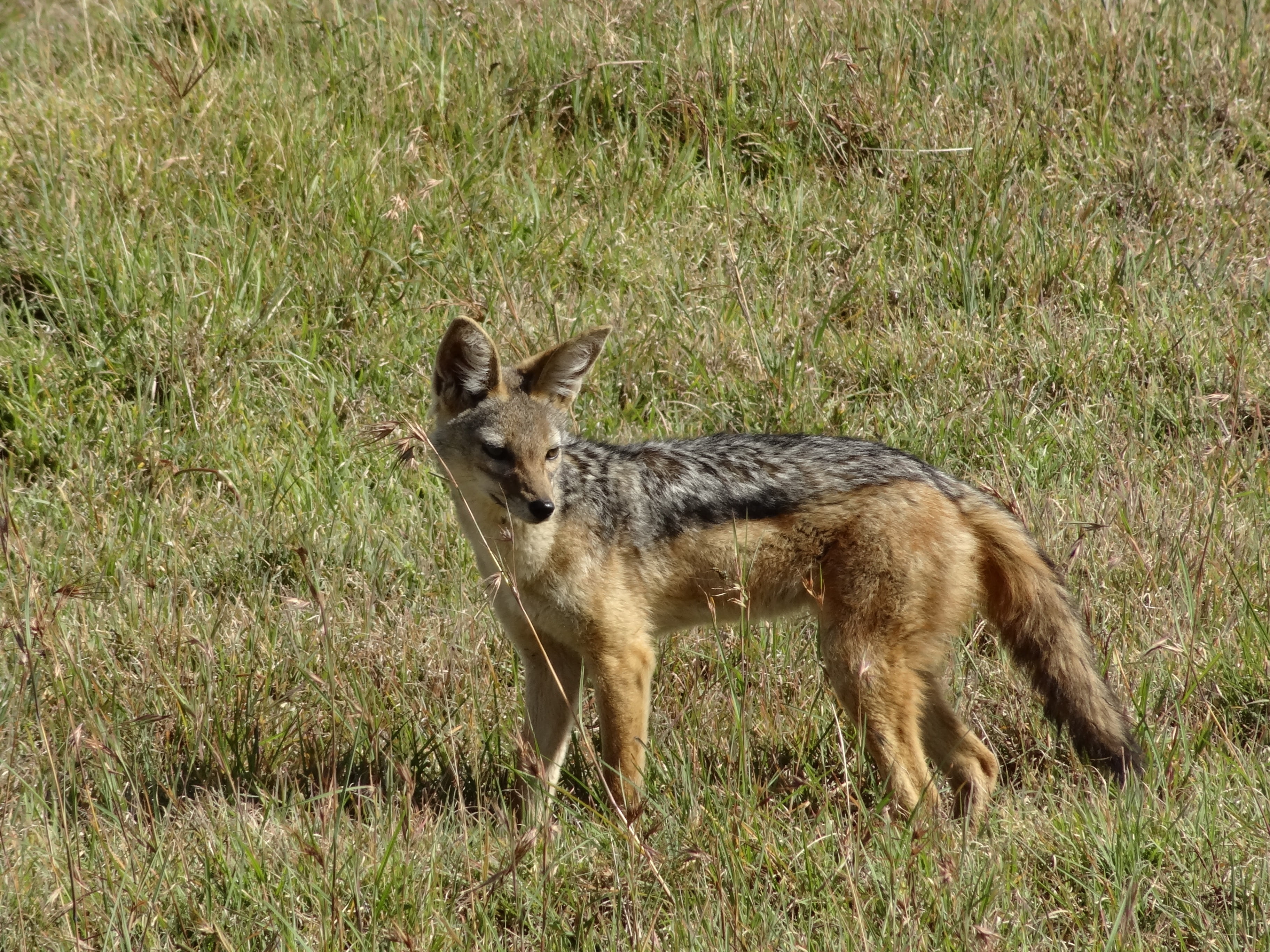 nature, red, animal, green, vertebrate, herbivorous, domestic animals, animal wildlife, savannah, animal themes, fox, one animal, grass, jackal, field, HD Wallpaper