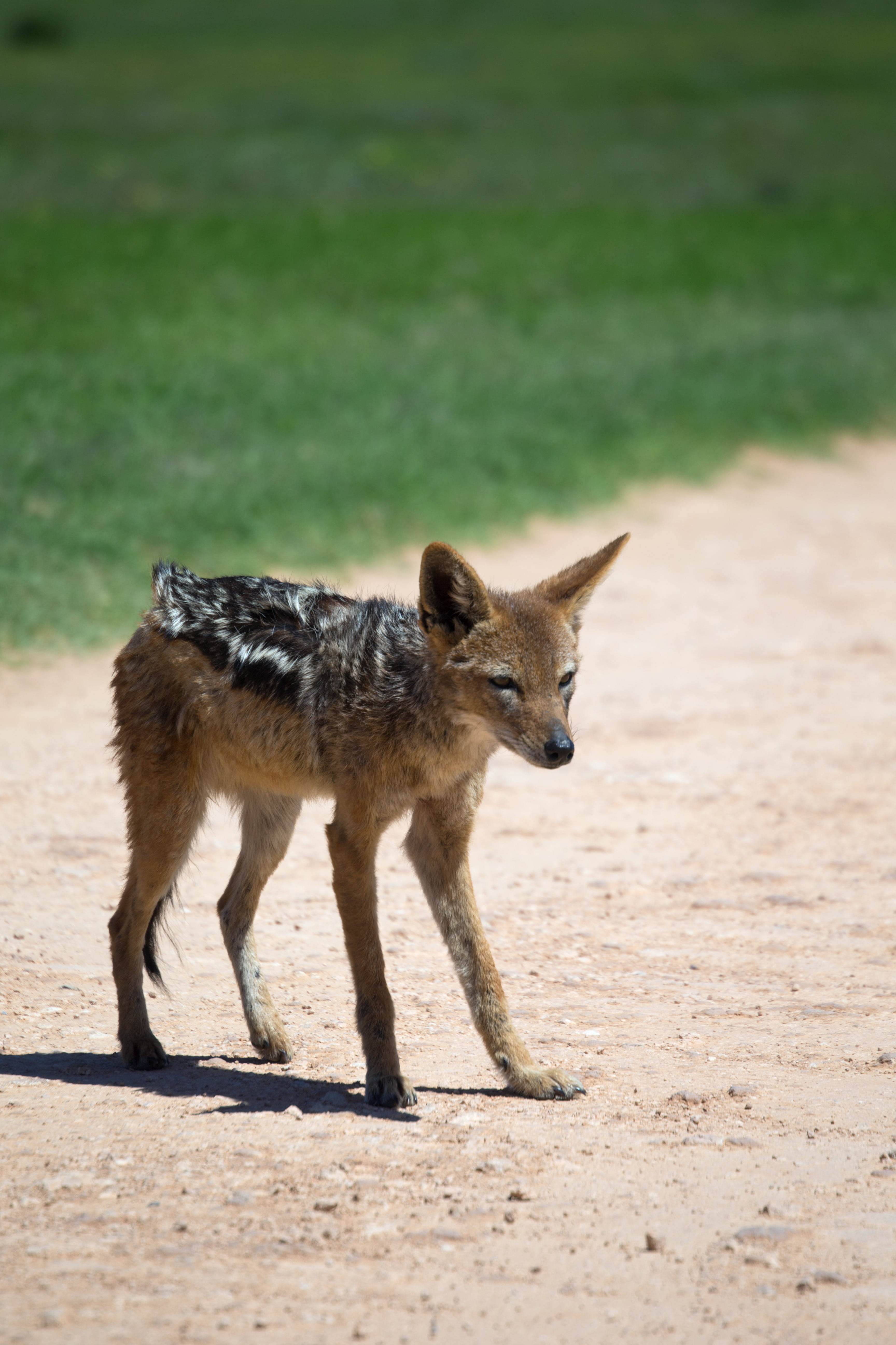 landscape, outdoors, animals in the wild, sunlight, scruffy fur, pets, domestic animals, jackal, no people, mammal, scavenger, animal wildlife, safari, Phone HD Wallpaper