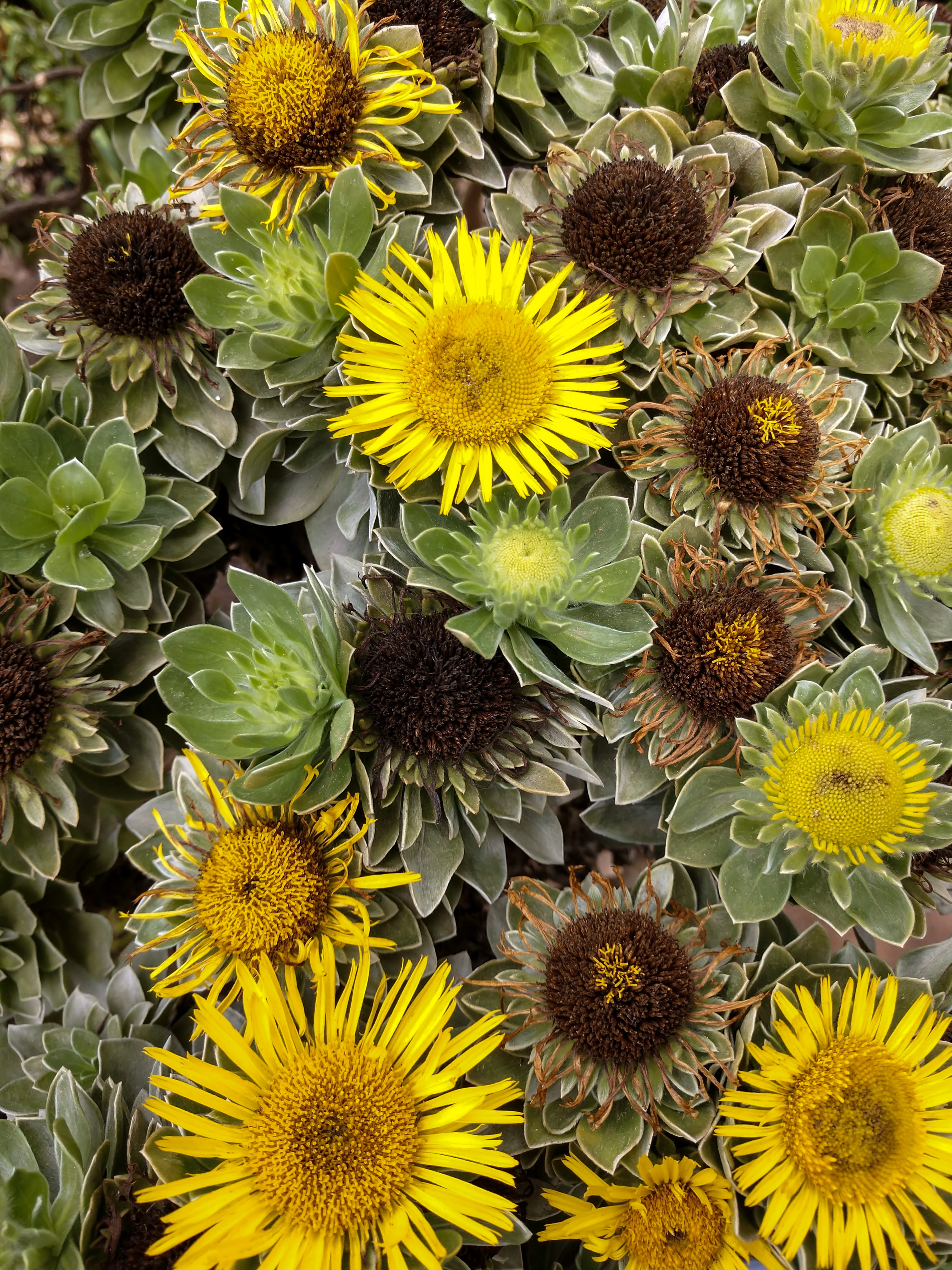 high angle view, yellow, close-up, flower arrangement, vegetation, outdoors, plant, petal, freshness, treasure flower, asteraceae, green, flower head, united states, Phone HD Wallpaper