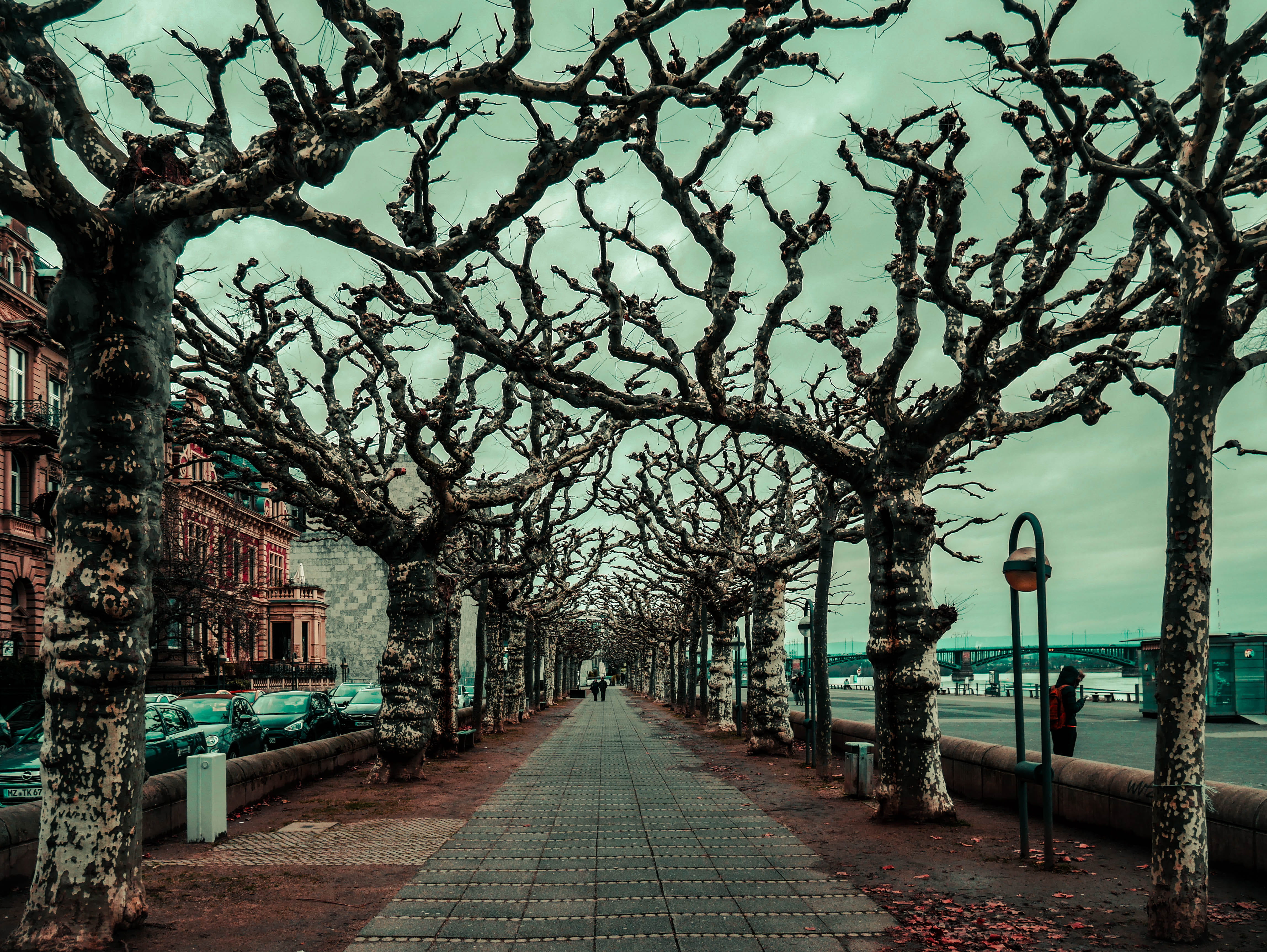 germany, sad, long, alternative, tree, treelined, lighting equipment, river, day, nature, water, rhine, outdoors, branch, dead, building exterior, street light, HD Wallpaper
