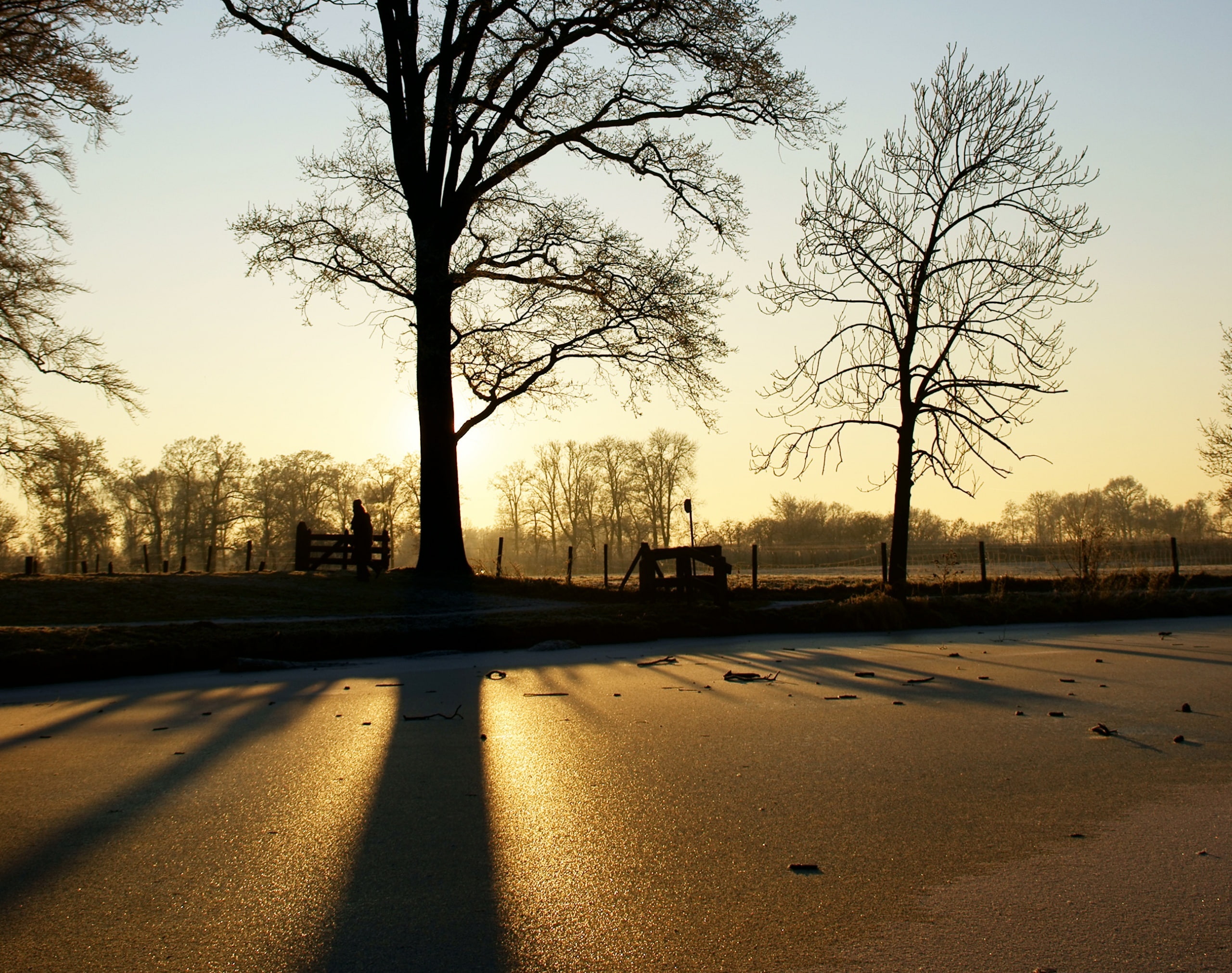 White Trees, road, Crooked Rhine, Kromme Rijn, winter wonderland, no people, 2K, near, rijn, bare, Netherlands, city, Trees, Pond, sunset, Amelisweerd, HD Wallpaper