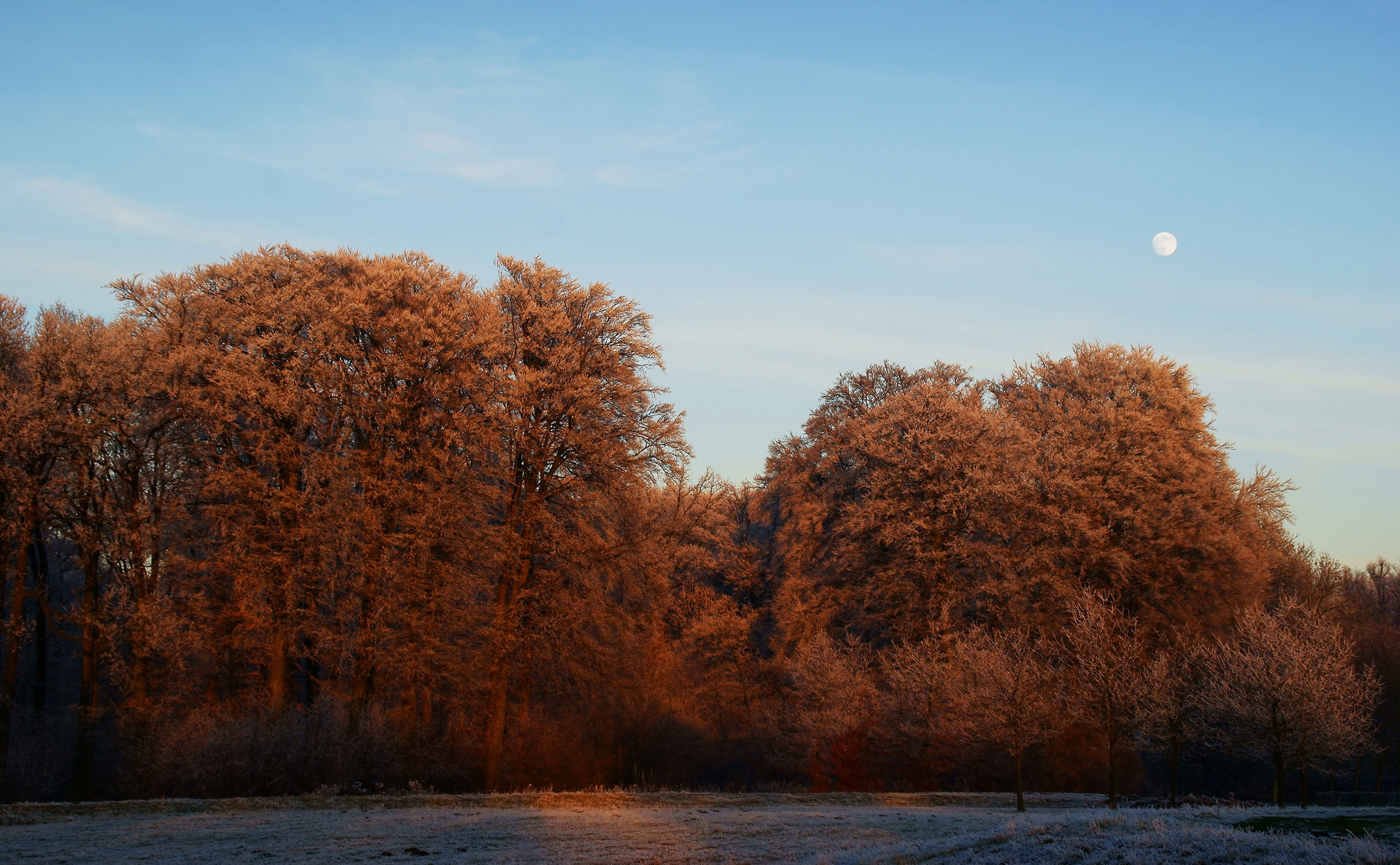 White, beauty in nature, Trees, brown, Frosty, tranquility, waterfront, Frost, Amelisweerd, Europe, Holland, change, Heaven On Earth, Beautiful, Frozen, HD Wallpaper