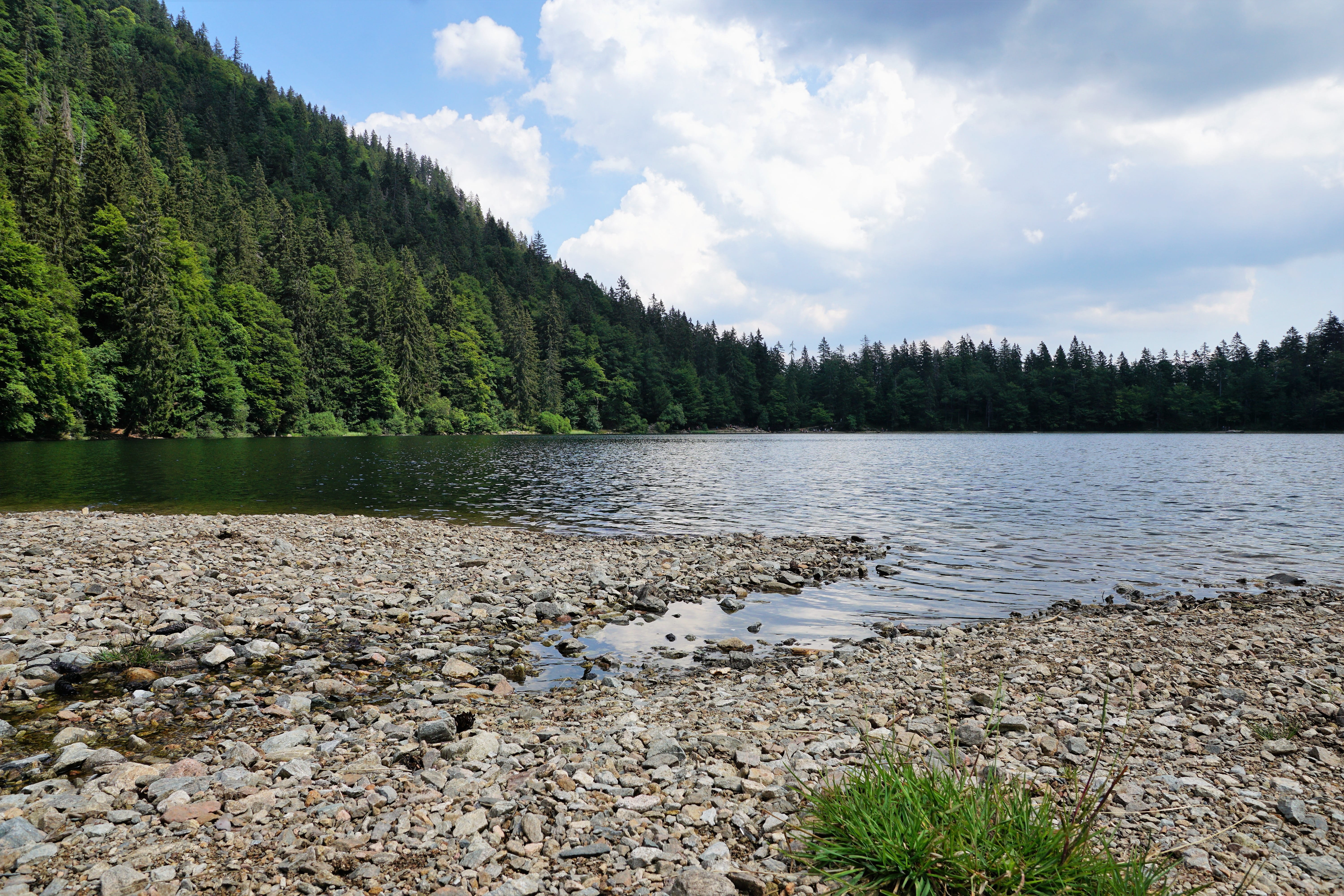 idyllic, feldberg, pine woodland, mountain, pine tree, away, beauty in nature, scenics - nature, water, box lake, cloud - sky, sky, plant, germany, no people, HD Wallpaper