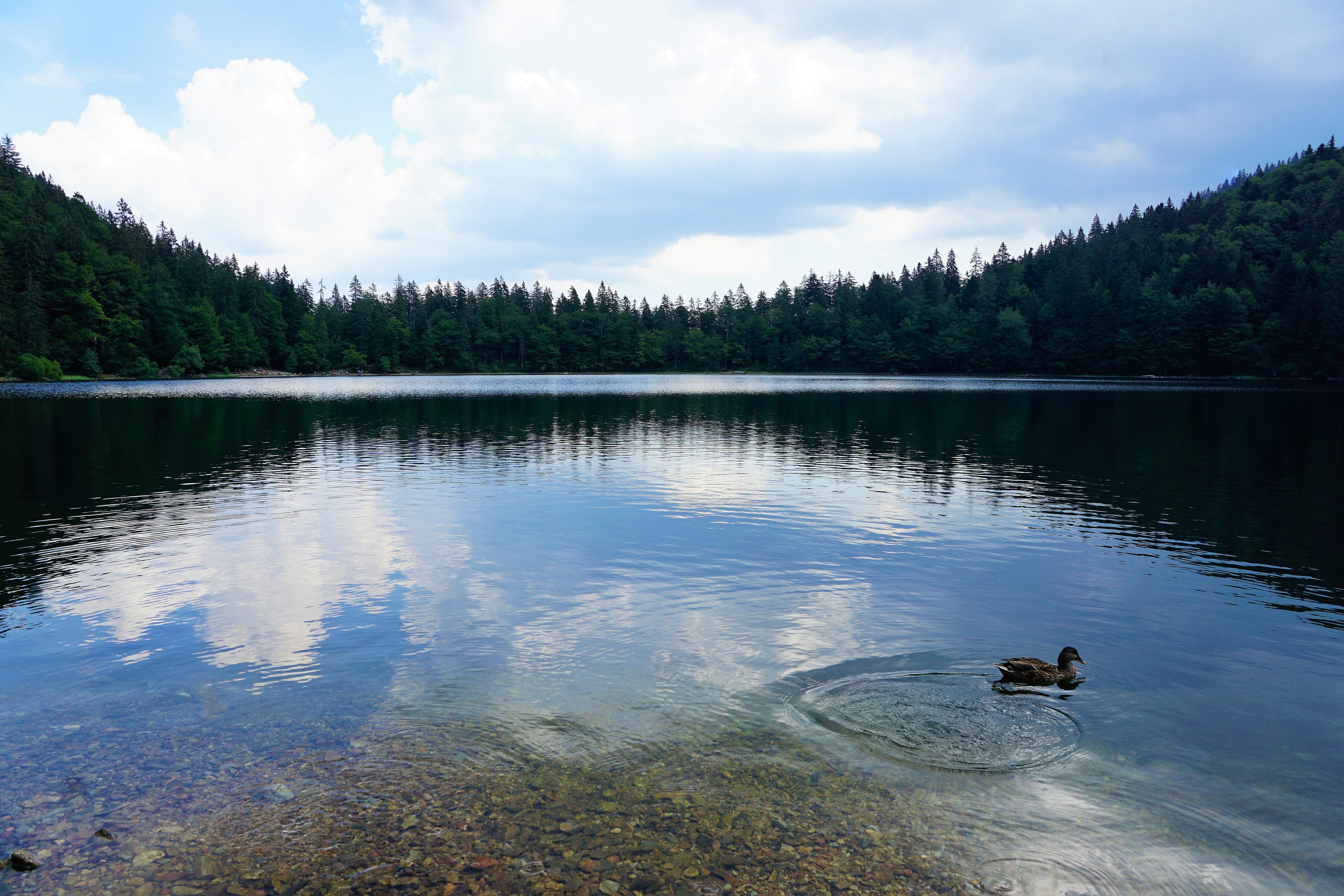 lake, freiberg, tree, water, rest, tranquil scene, animal, forest, 5K, reflection, vertebrate, away, one animal, day, places of interest, box lake, cloud - sky, HD Wallpaper