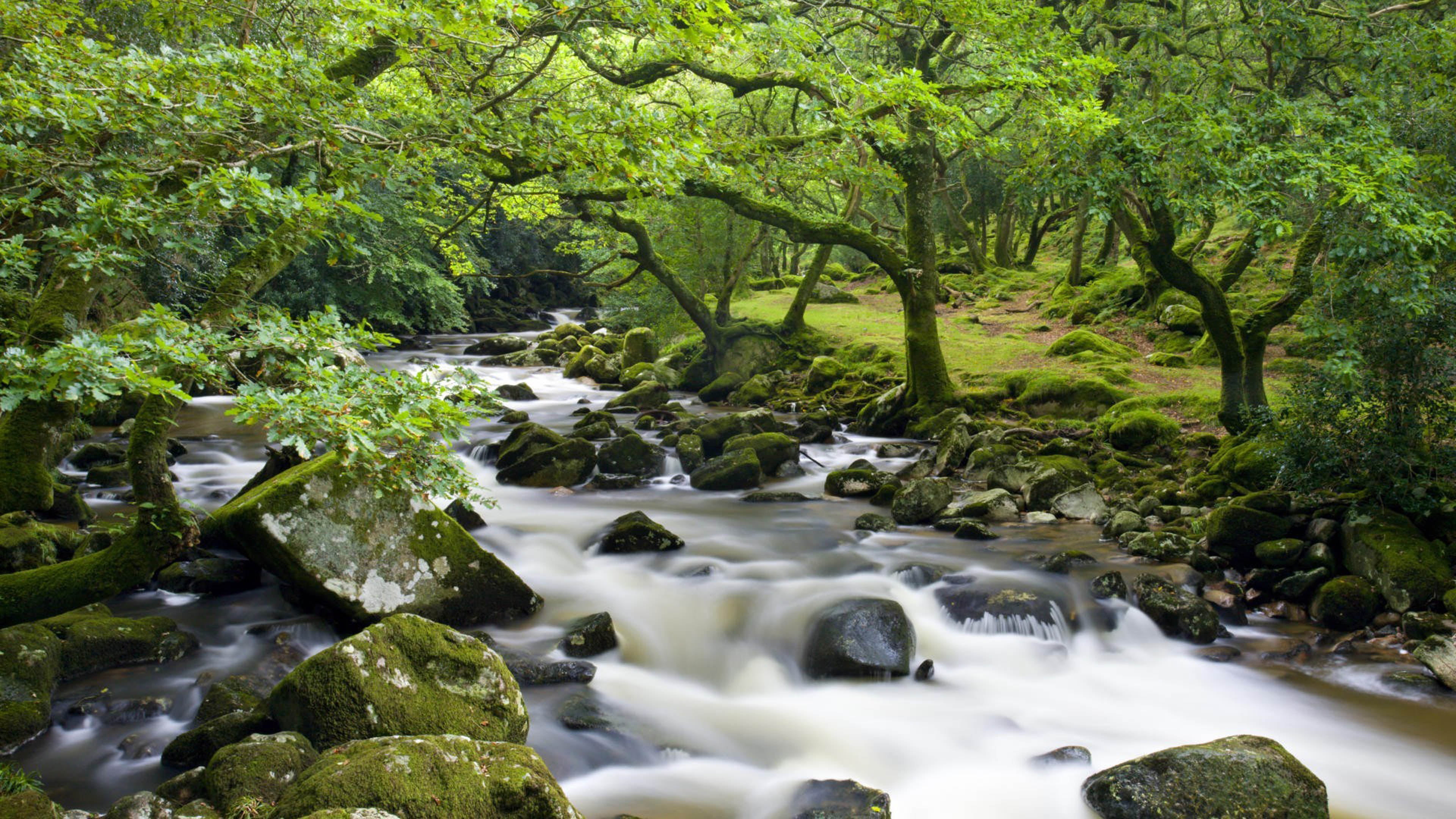 rock, trees, green color, tree, water, brook, flowing water, hd, land, oak, dartmoor, solid, stream - flowing water, county, southwest, england, river, HD Wallpaper