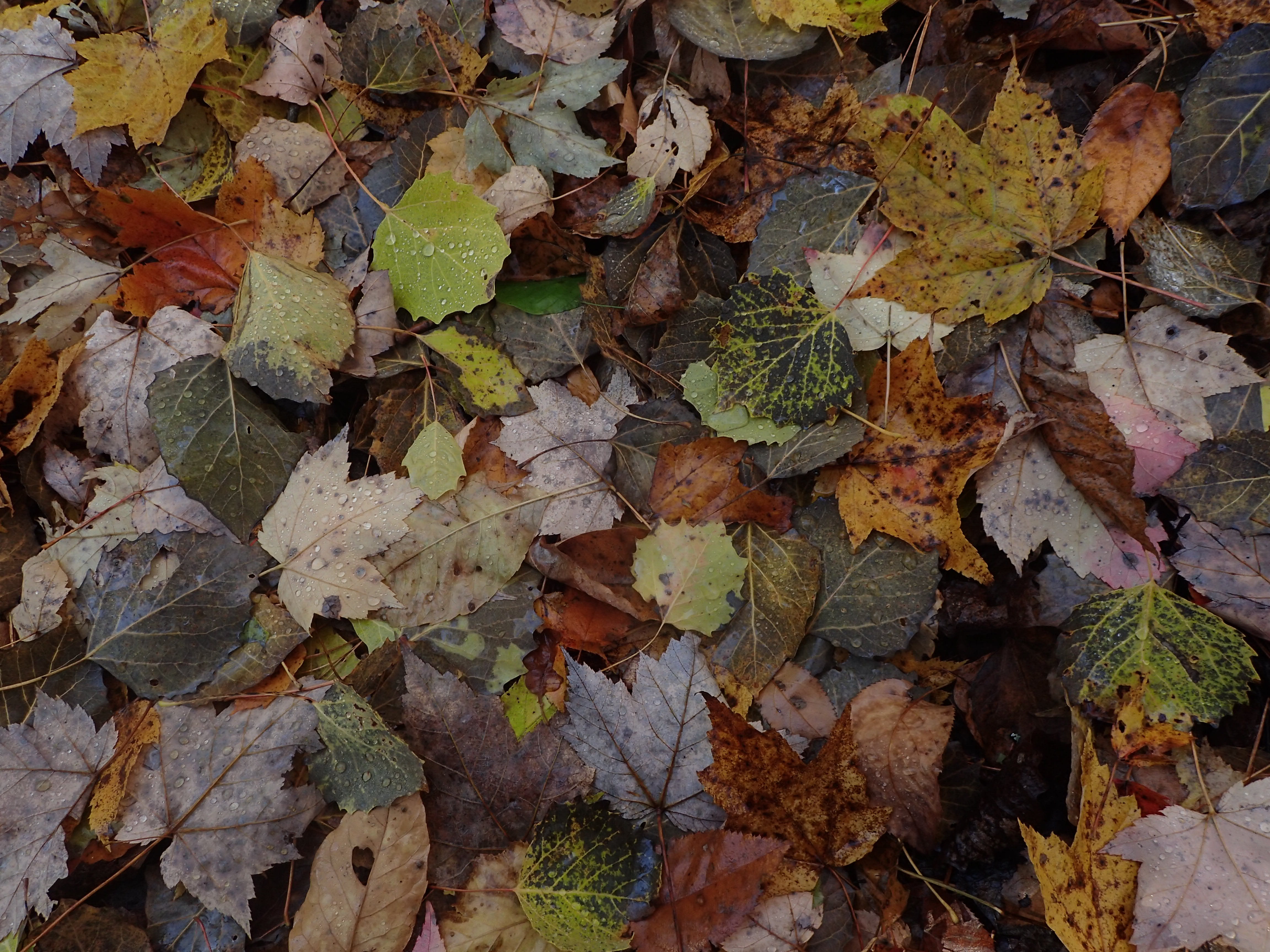 flora, dried, autumn collection, oak, fall, change, hole, leaf, dry, leaves, no people, birch, natural condition, sycamore, abundance, high angle view, HD Wallpaper