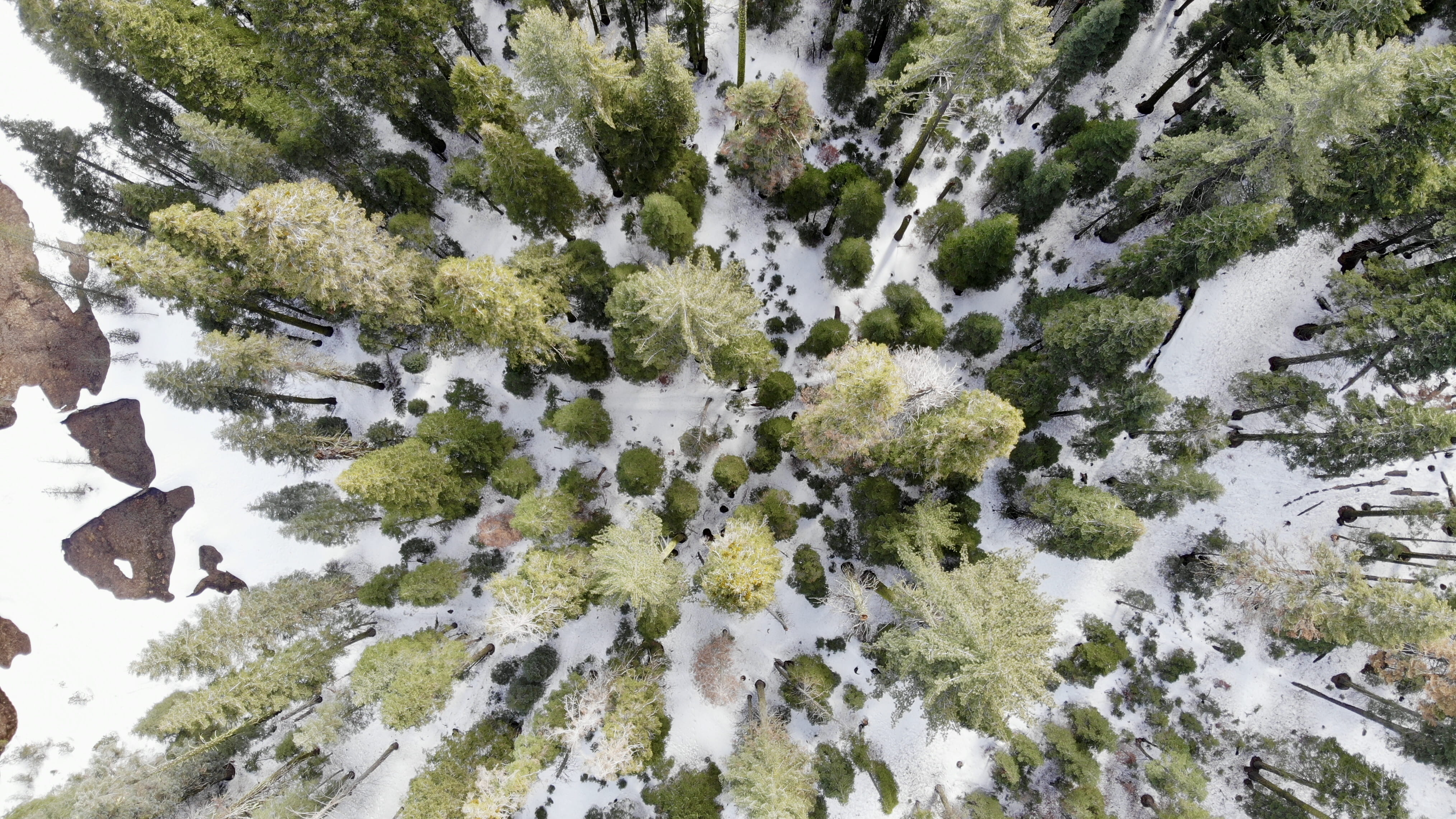 united states, 4K, forest, covering, tall, nature, outdoors, pond, tree, tranquility, bird, plant, flora, aerial view, oak, ground, eye, snow, coated, HD Wallpaper
