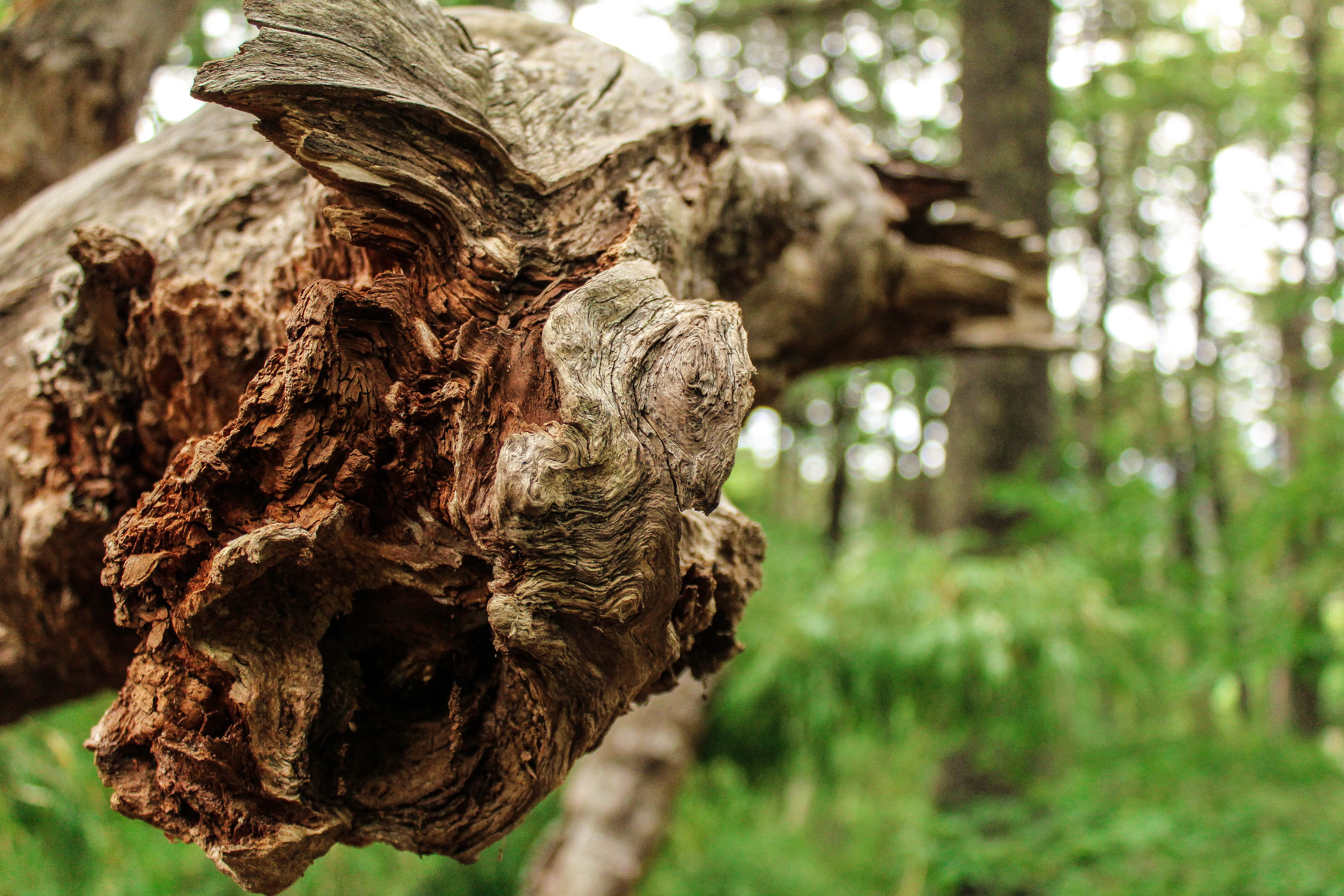 tree, agaric, wood, growth, chain saw, day, tree trunk, fungus, rock, wood - material, 5K, root, archaeology, rough, natural condition, land, tree stump, HD Wallpaper