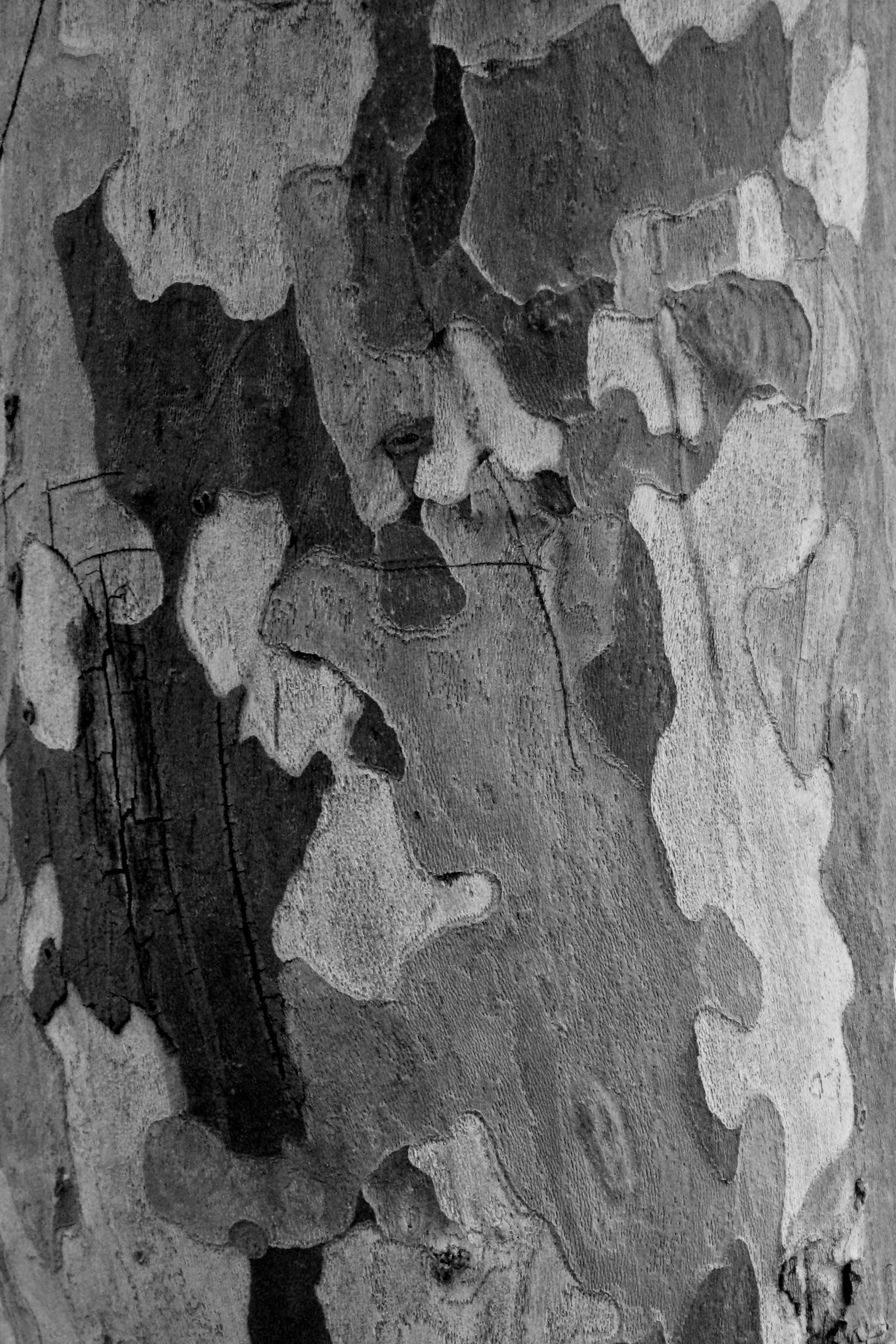 textured, photography, outdoors, day, plant, wall, art, tree, leaf, run-down, camouflage, portrait, old, built structure, sycamore, 2K, slate, overcoat, Phone HD Wallpaper